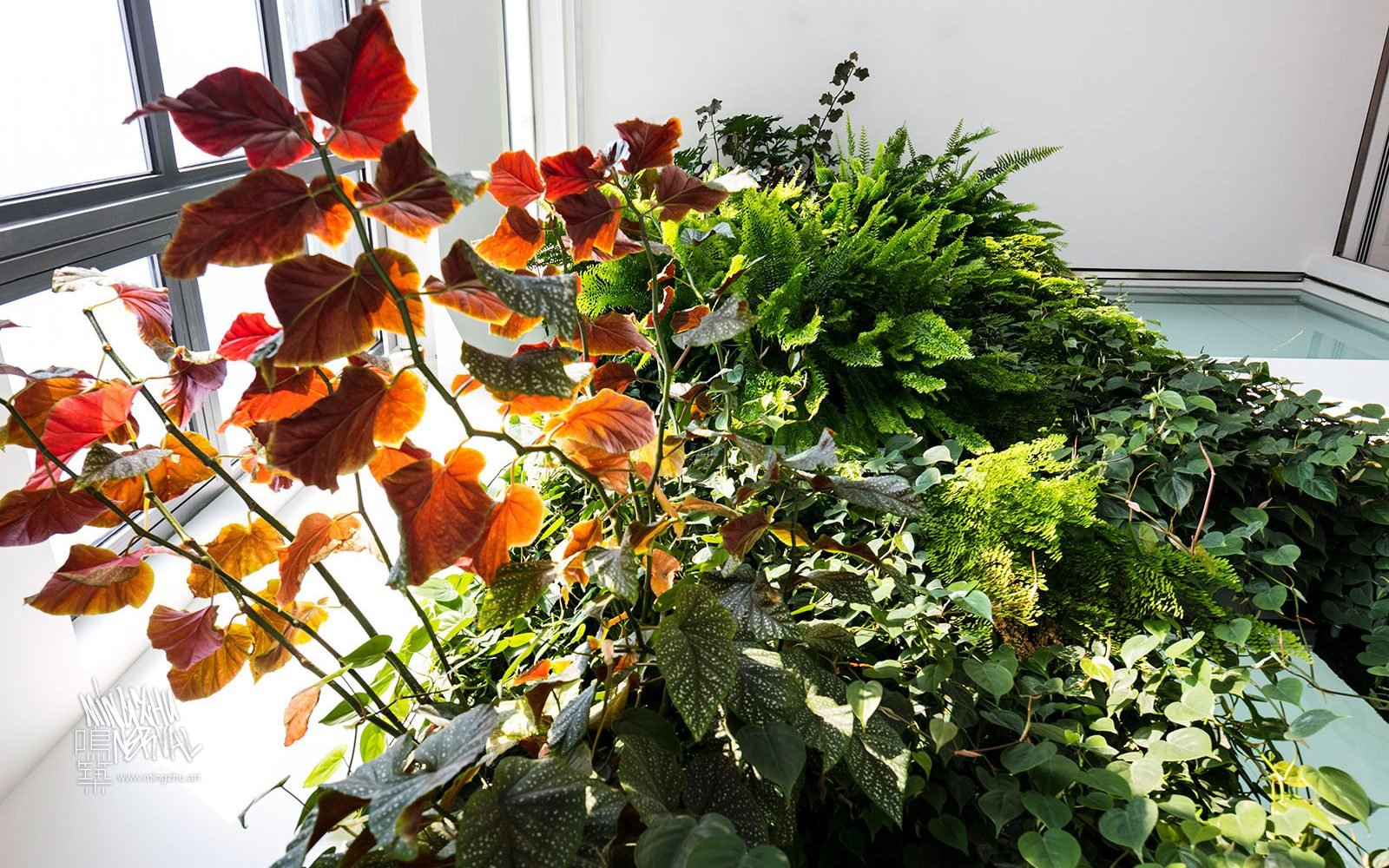 Vertical Garden by Mingzhu Nerval | German Center At Mingzhu Nerval, we thrive at creating the most beautiful vertical gardens in the world. For the German Center, we created a relaxing living wall design - Taicang, 2016.