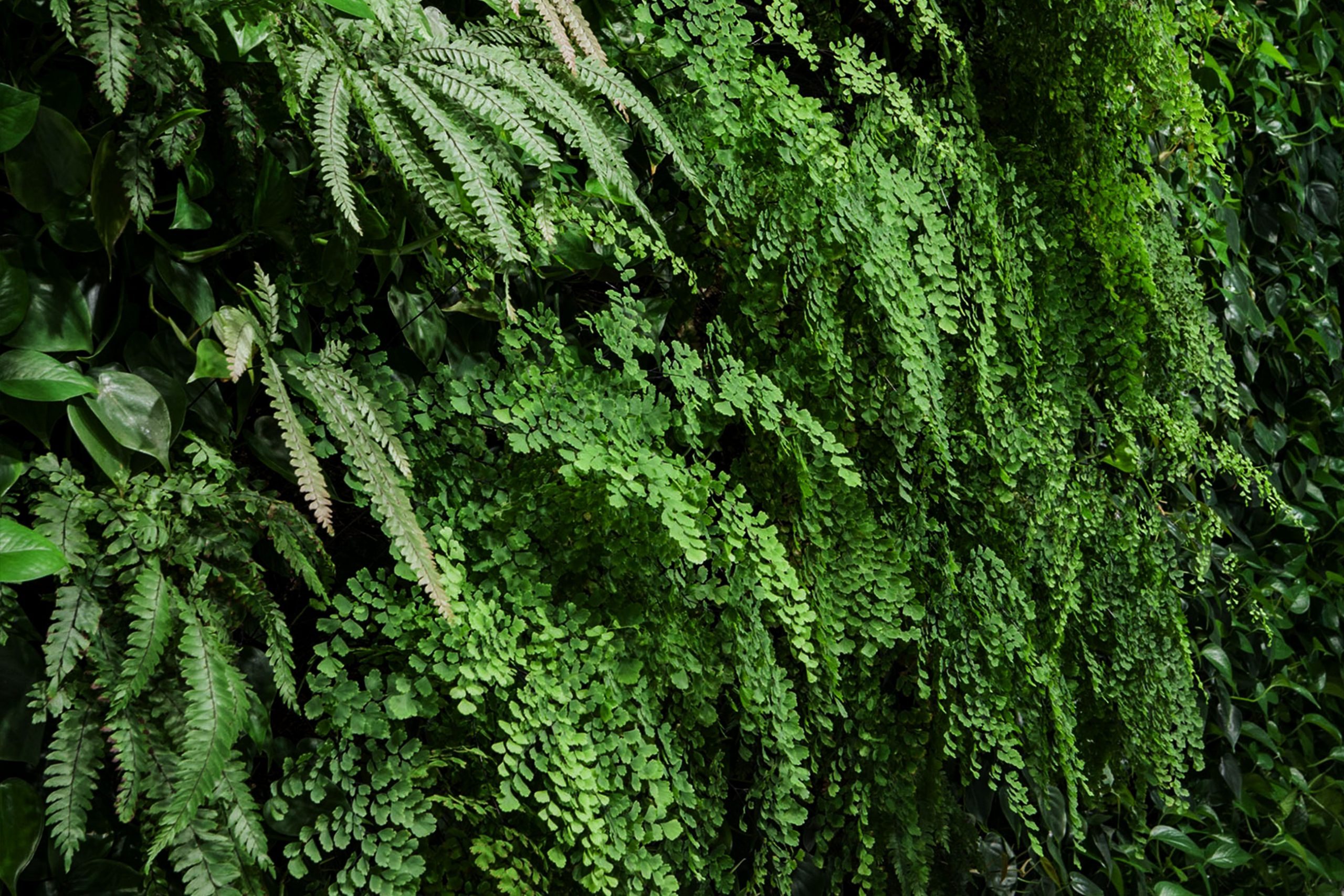 Mingzhu Nerval vertical living wall experts created the green living wall garden design at the SAP China Headquarters in Shanghai, 2012