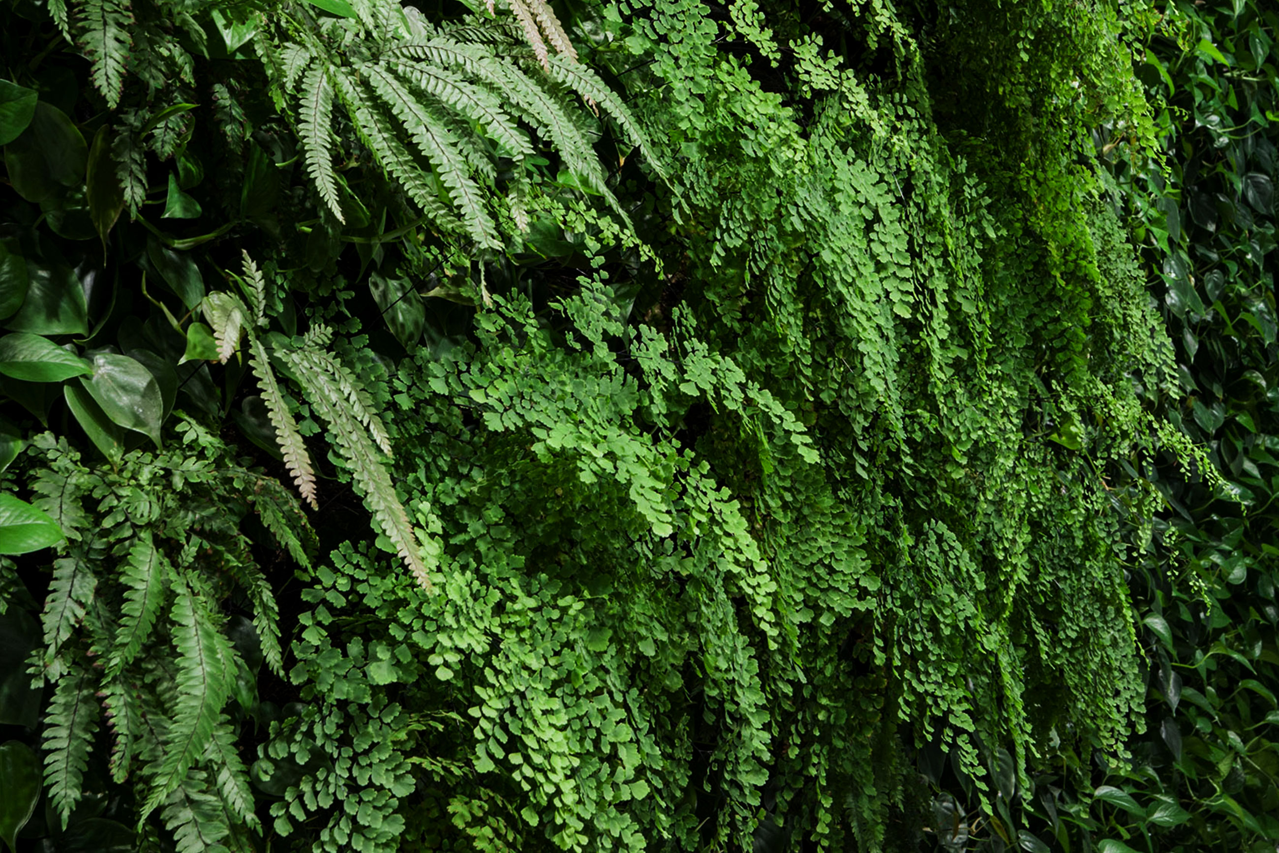 Mingzhu Nerval vertical living wall experts created the green living wall garden design at the SAP China Headquarters in Shanghai, 2012