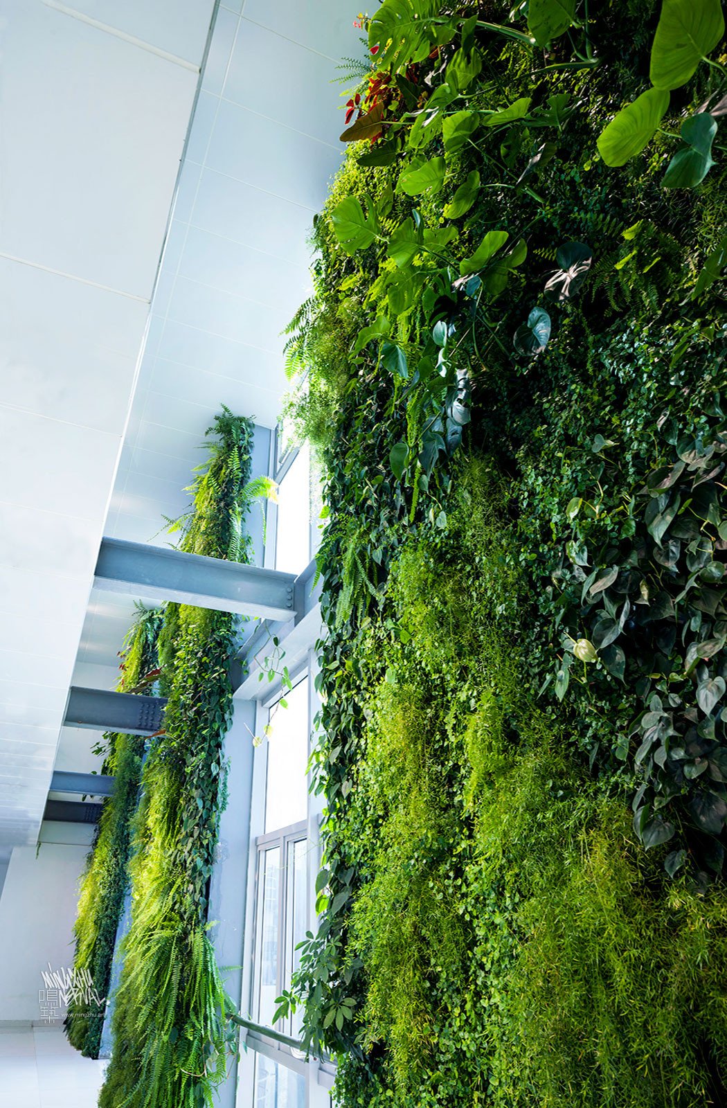 Mingzhu Nerval vertical living wall experts created a healthy nature workspace at Rhodia Solvay in Shanghai, 2013