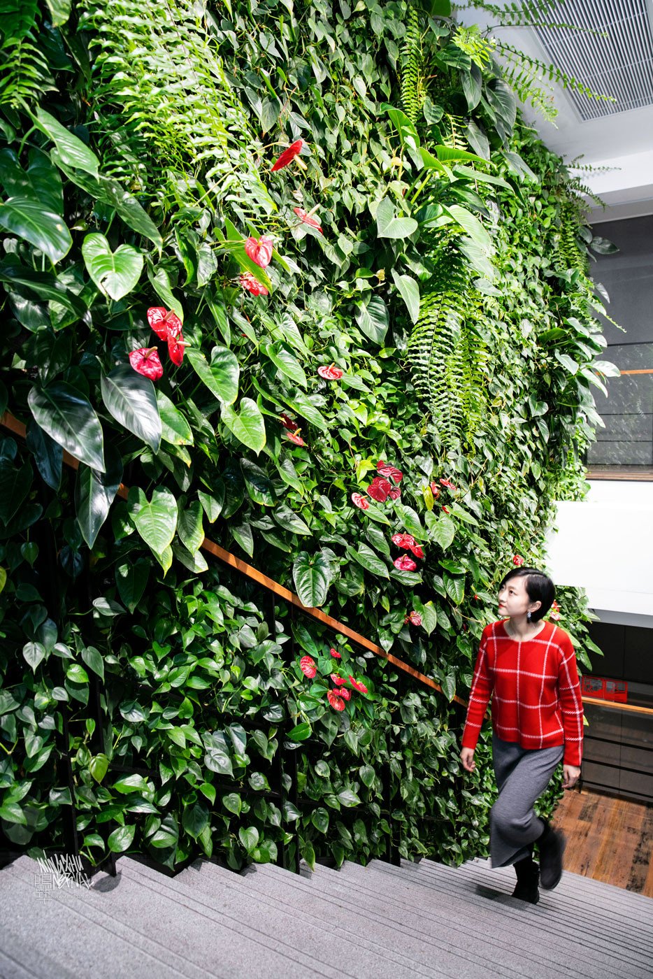 Mingzhu Nerval vertical living wall experts created a healthy nature workspace at JLL in Shanghai, 2017