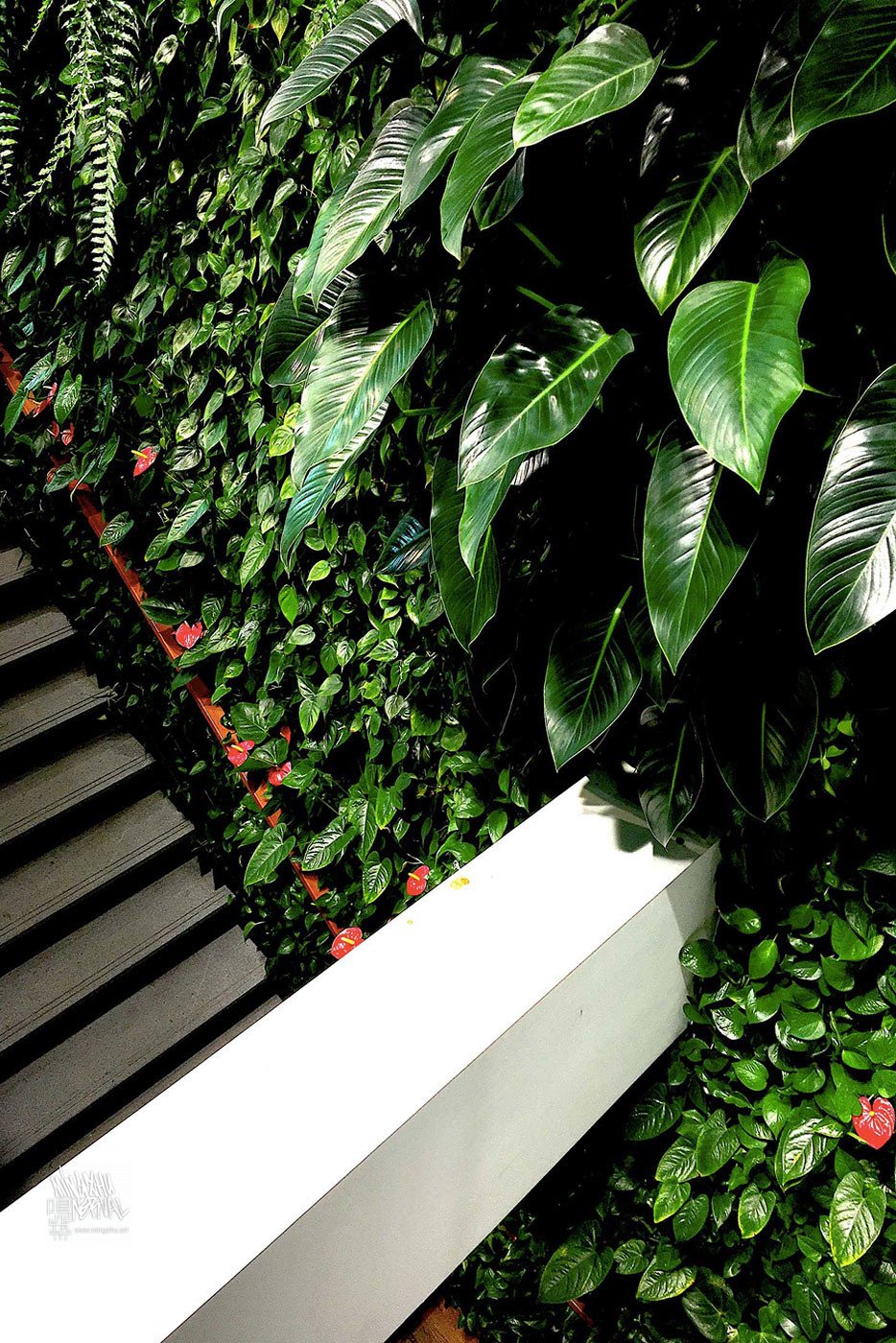 Mingzhu Nerval vertical living wall experts created a healthy nature workspace at JLL in Shanghai, 2017