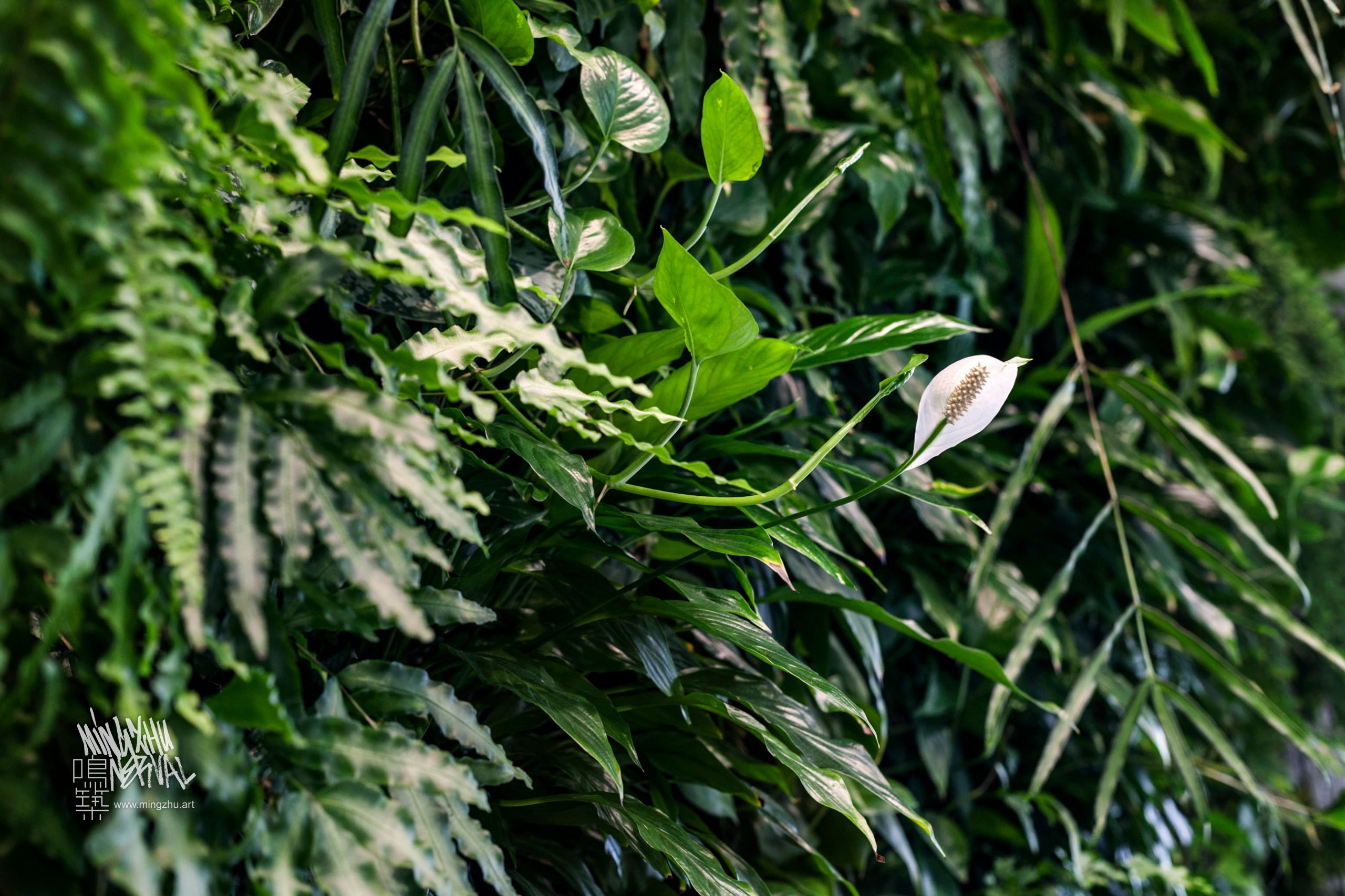 Mingzhu Nerval vertical living wall experts created a healthy nature workspace at SCA in Shanghai, 2011