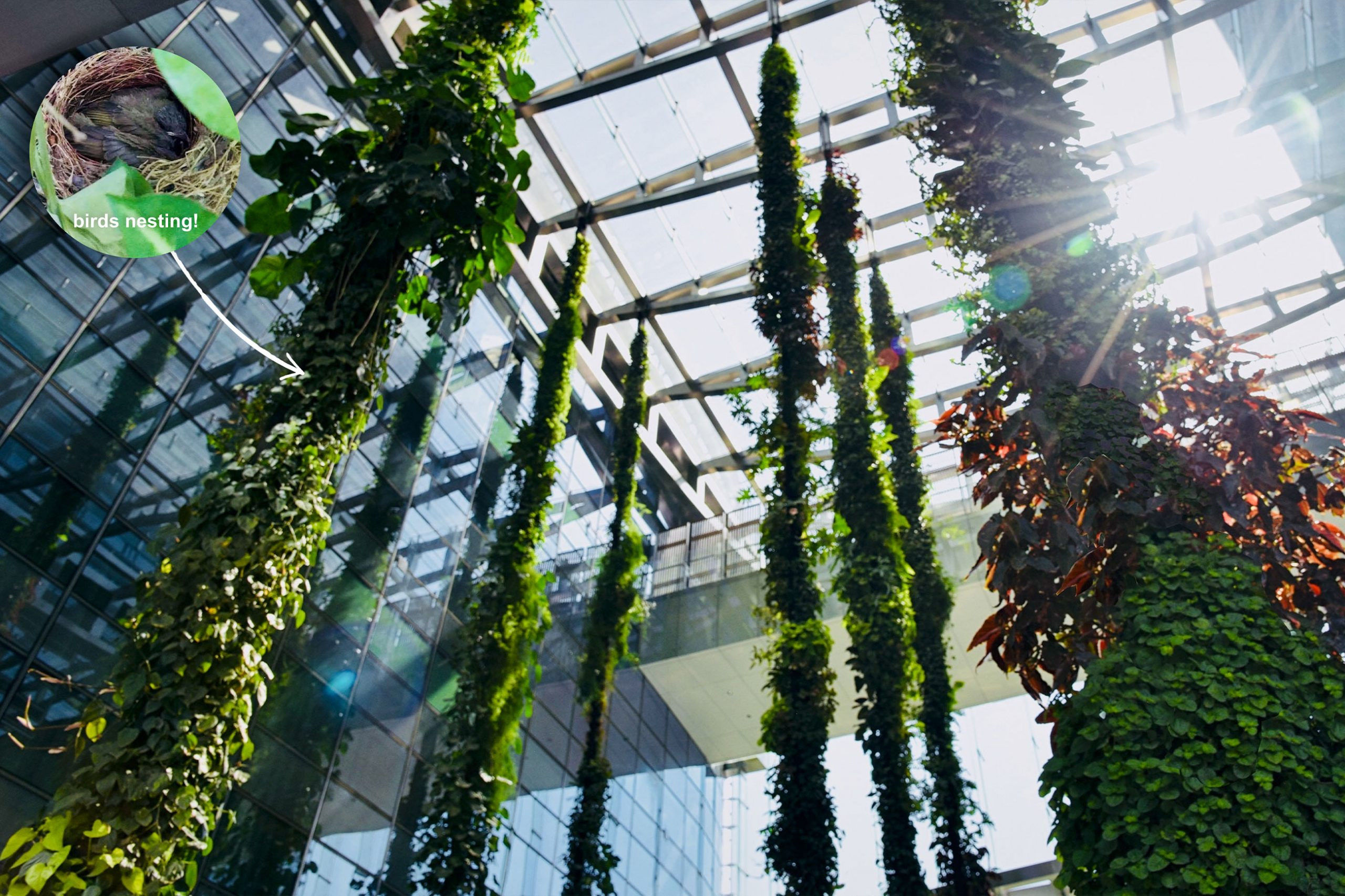 Mingzhu Nerval, living walls experts designed a liana garden at the SCC Tower in Shenzhen, 2016