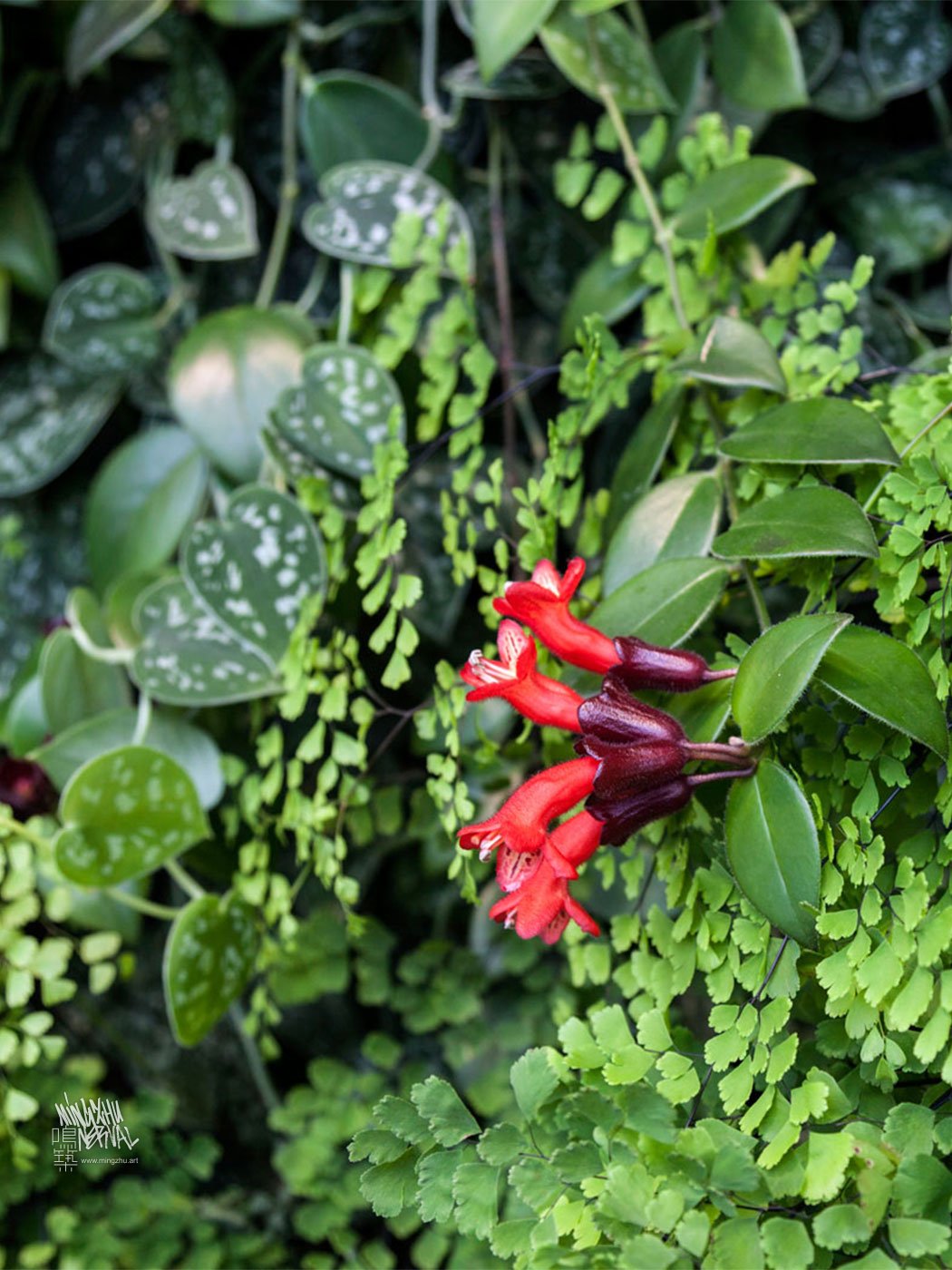 Mingzhu Nerval vertical living wall experts created a healthy nature workspace at ICBC in Shanghai, 2012