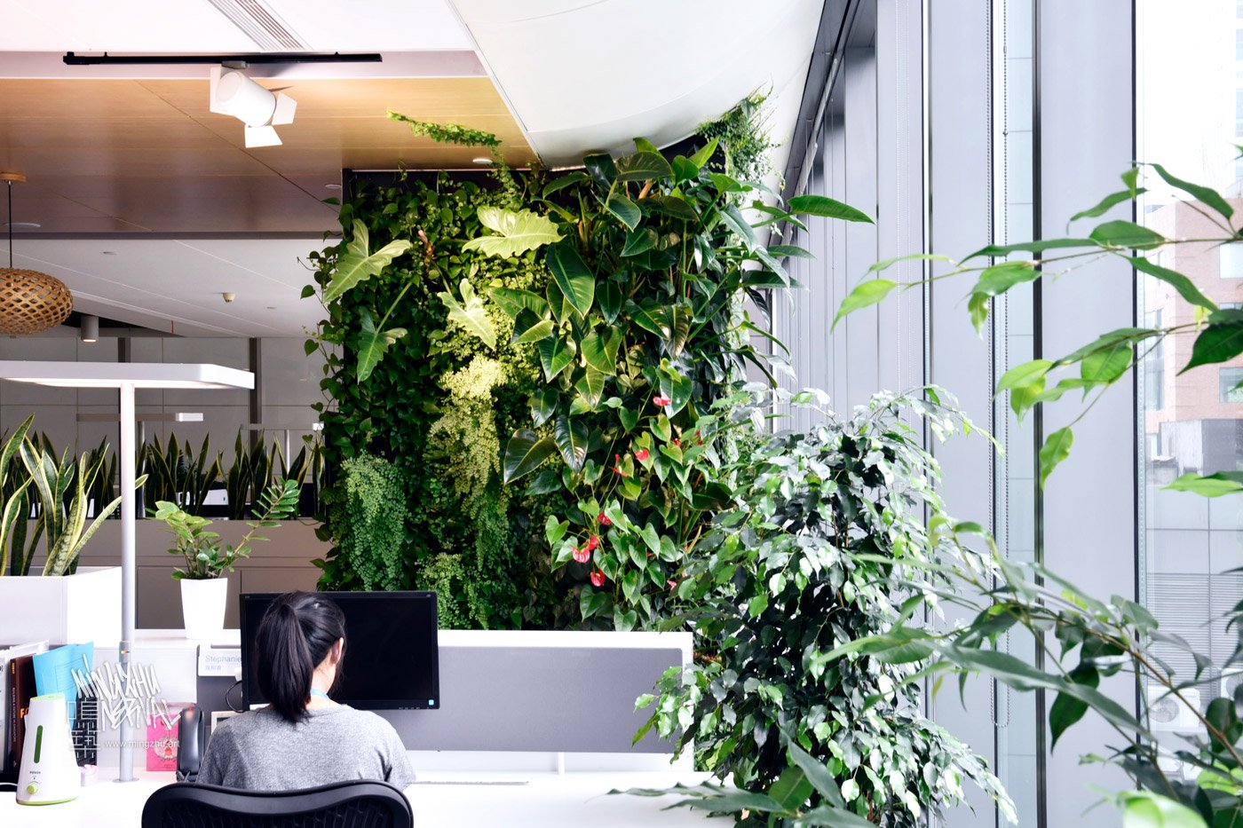 Mingzhu Nerval vertical living wall experts created a healthy nature workspace at Lendlease in Shanghai, 2014