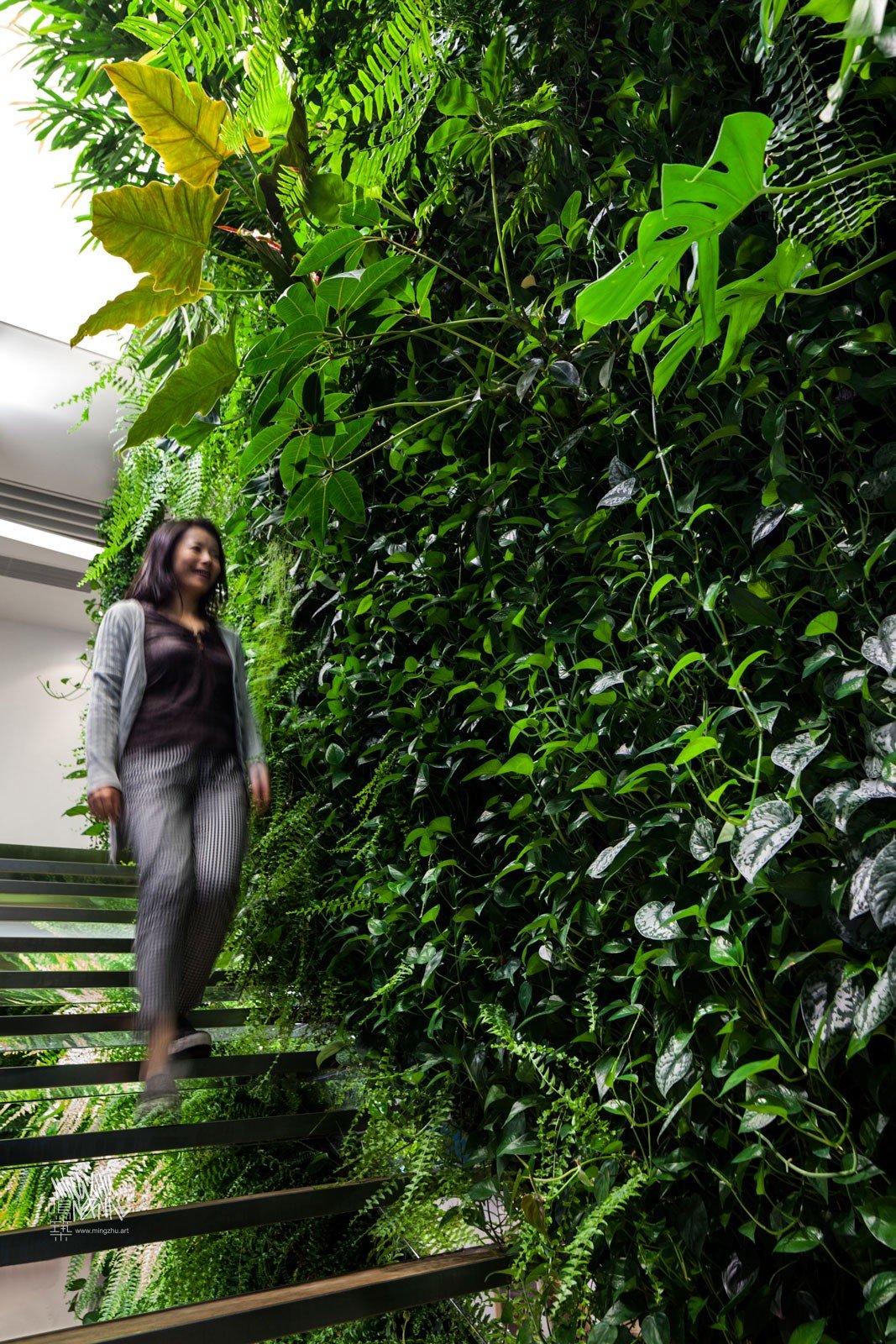 Mingzhu Nerval vertical living wall experts created the green wall nature garden at Dentsu Aegis in Shanghai, 2016