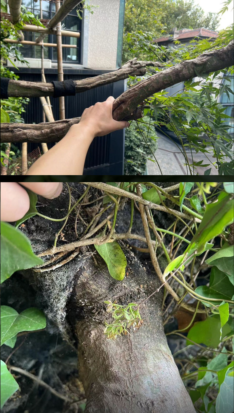 Mingzhu Nerval vertical living wall experts created a sustainable city architecture for the Mixed Place in Shanghai, 2015