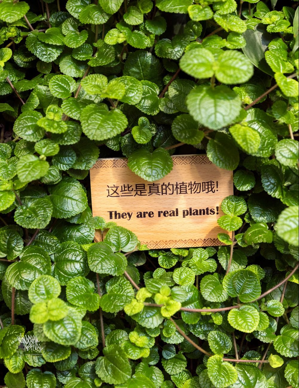 At Mingzhu Nerval, we thrive at creating the most beautiful vertical gardens in the world. For Peet's Coffee, we created a californian living wall design – Shanghai, 2017.