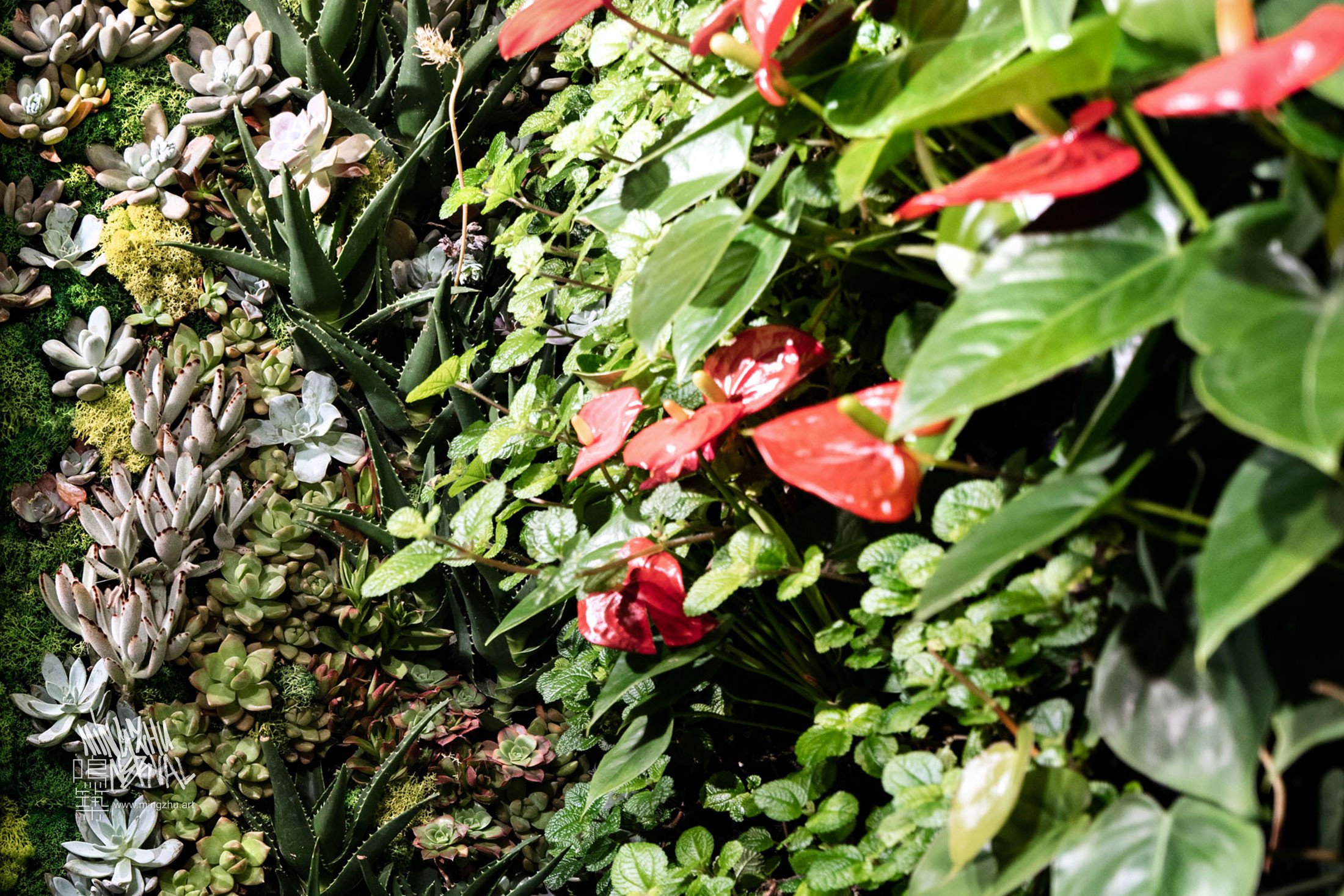 Mingzhu Nerval vertical living wall experts - vertical living green wall for Peet's Coffee Flagship, 2017