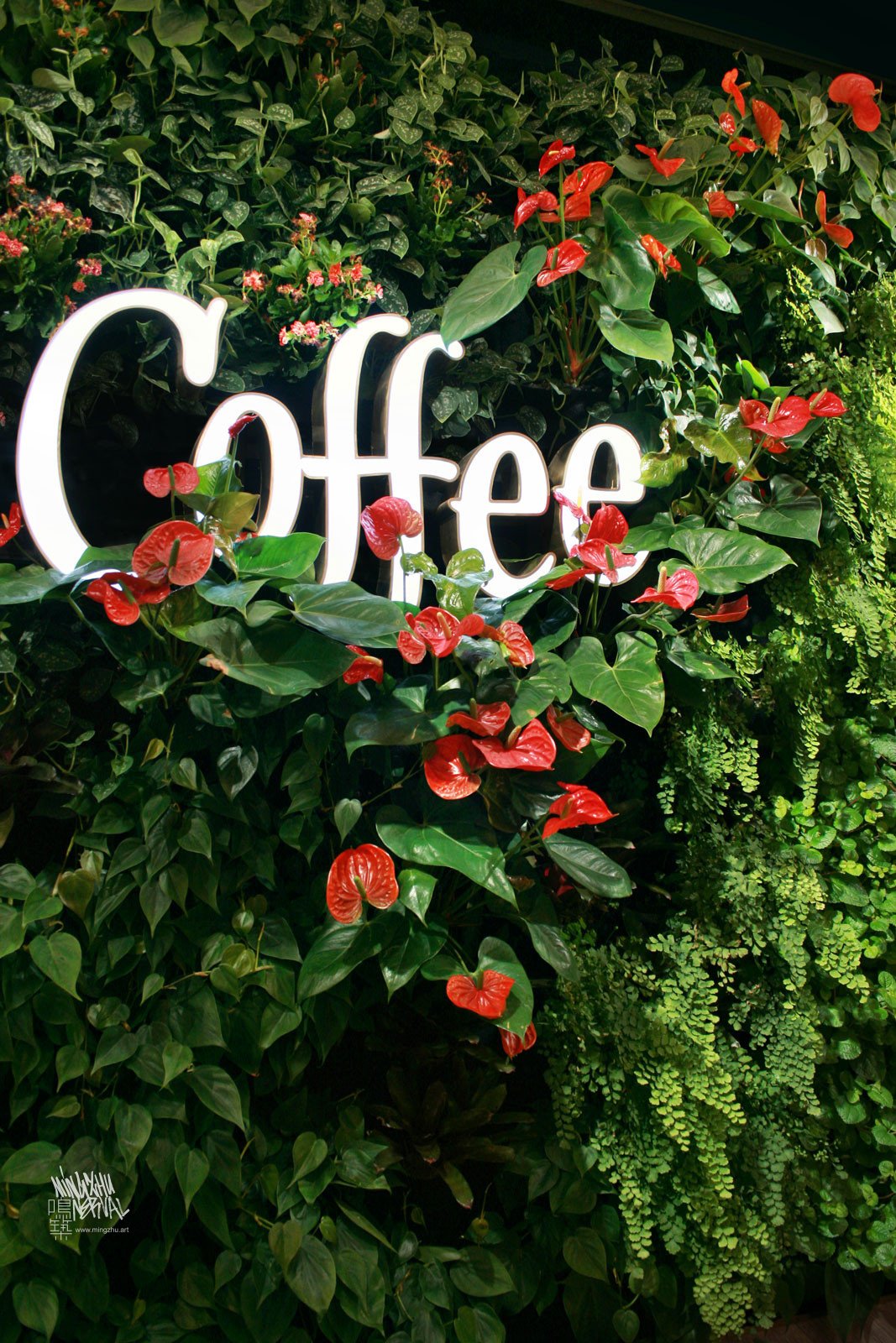 Mingzhu Nerval vertical living wall experts created a vertical living green wall for Peet's Coffee in Shanghai, 2019