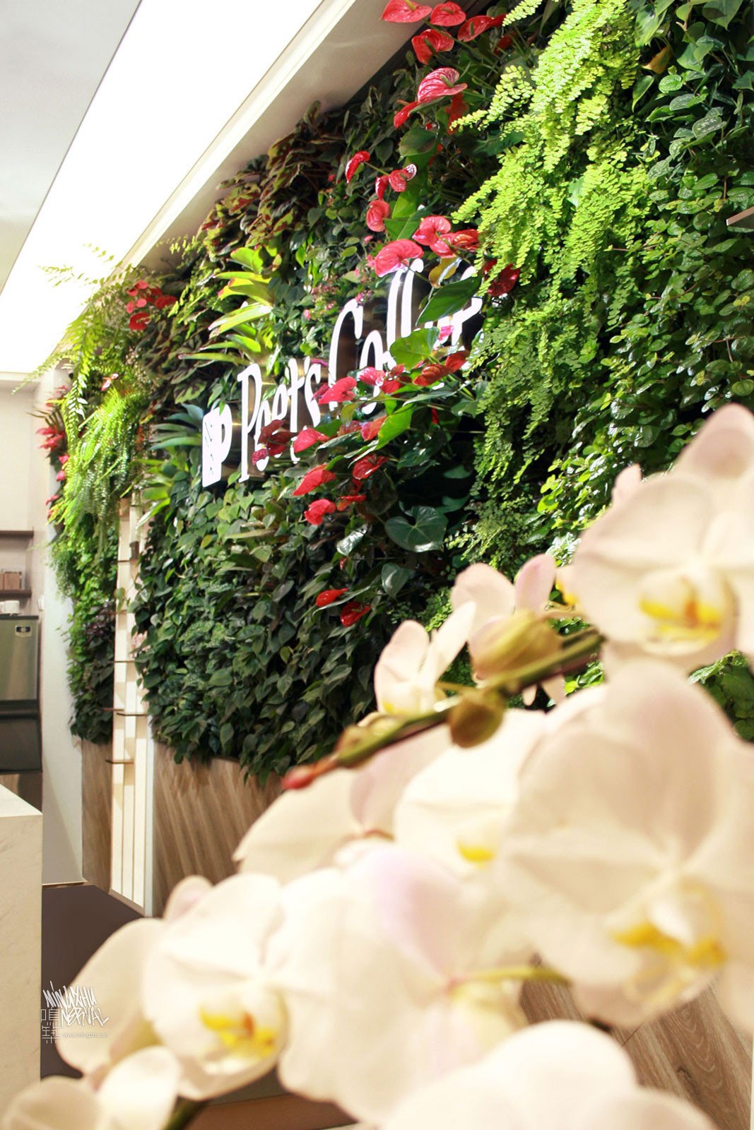 Mingzhu Nerval vertical living wall experts created a vertical living green wall for Peet's Coffee in Shanghai, 2019