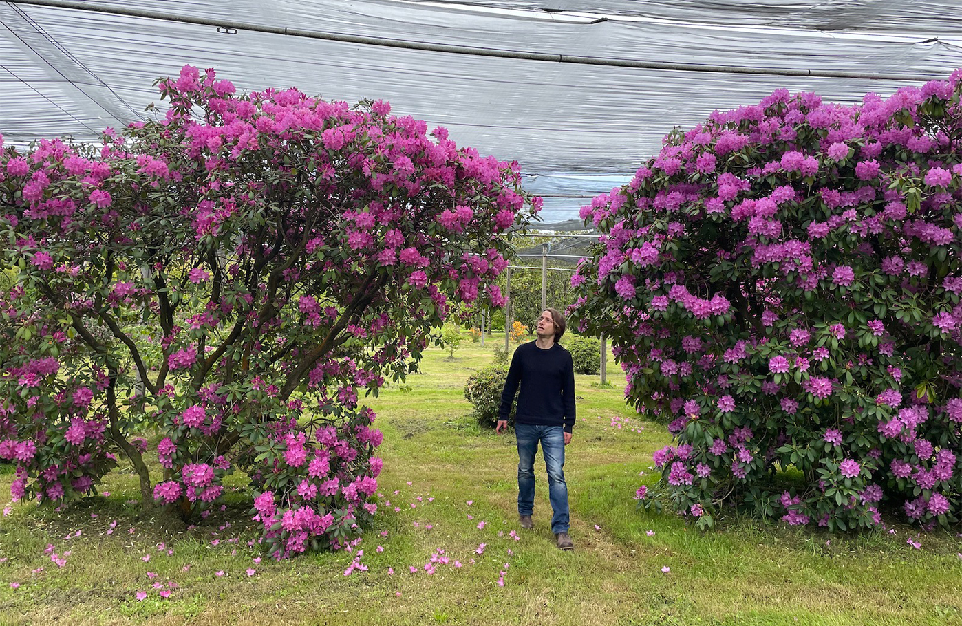 Mingzhu Nerval on plant selection