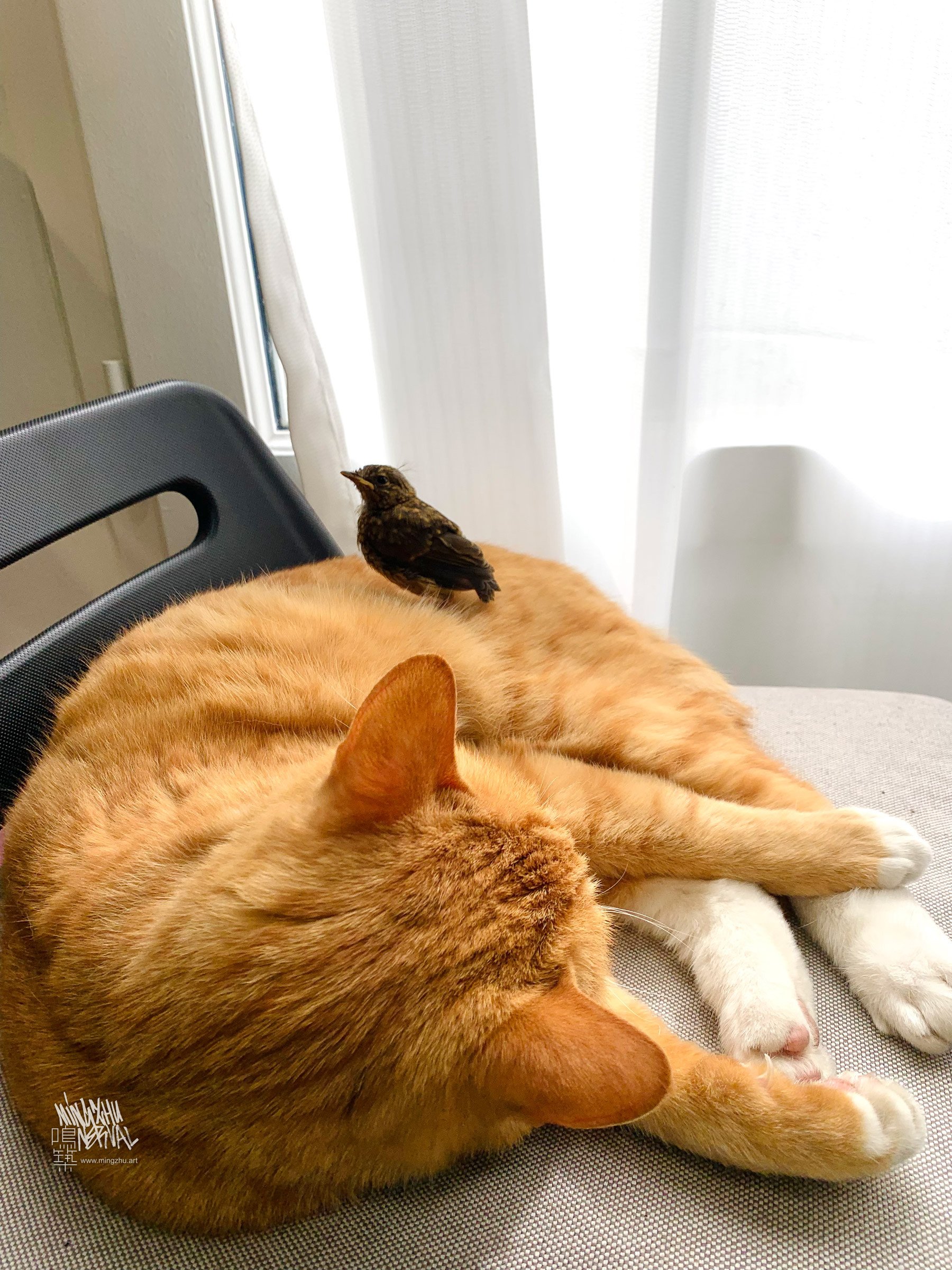 We are not only plant lovers, but also cat lovers!
