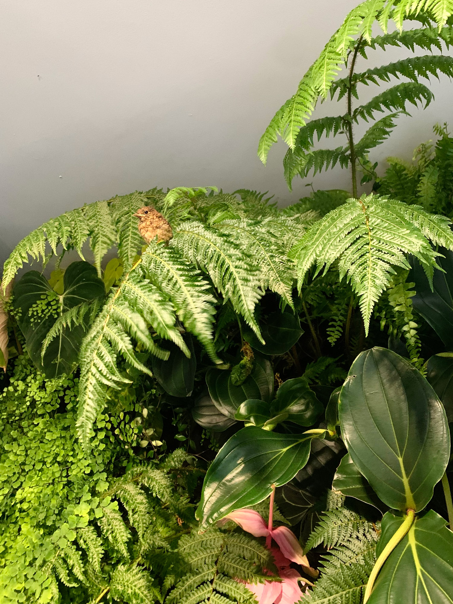 Mingzhu Nerval - birds singing through architecture