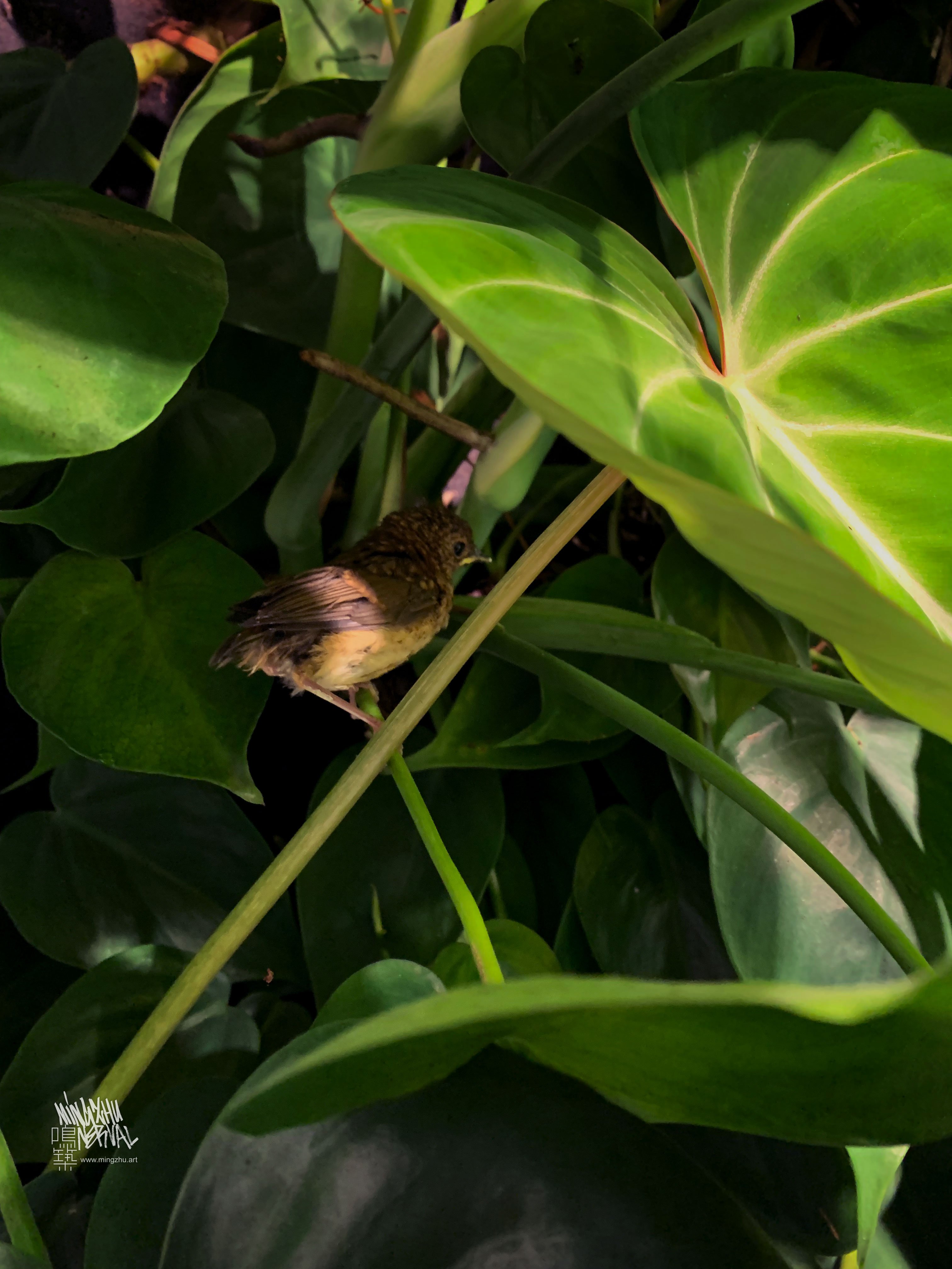 Mingzhu Nerval, small vertical garden, Private Apartment in Paris, 2023