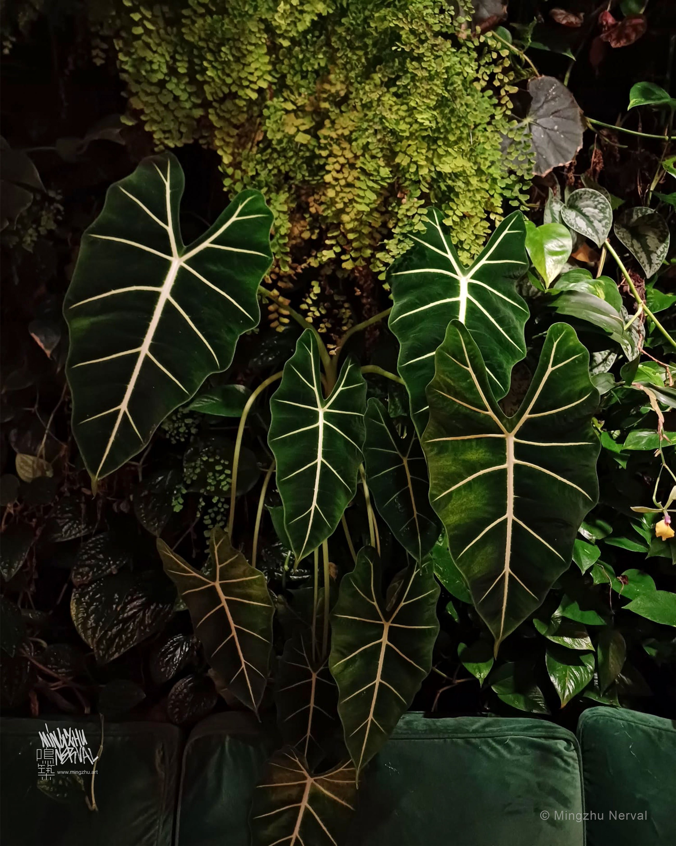 Mingzhu Nerval, small vertical garden, Private Apartment in Paris, 2023