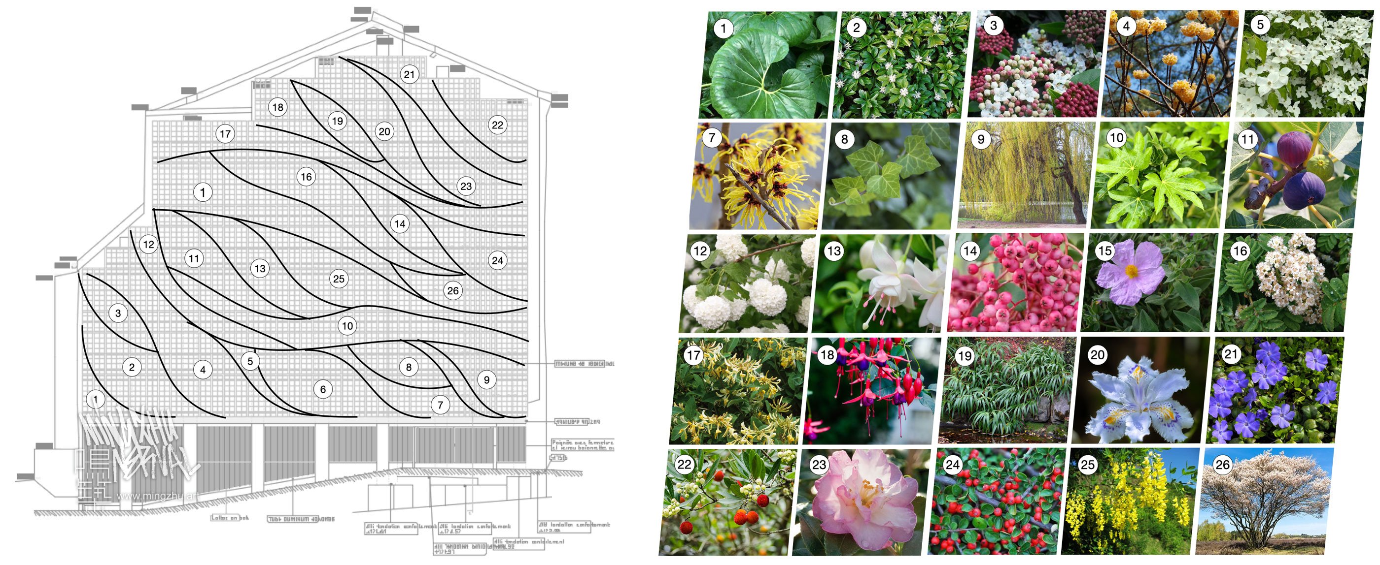 Mingzhu Nerval living wall mural concept design in Macon, France