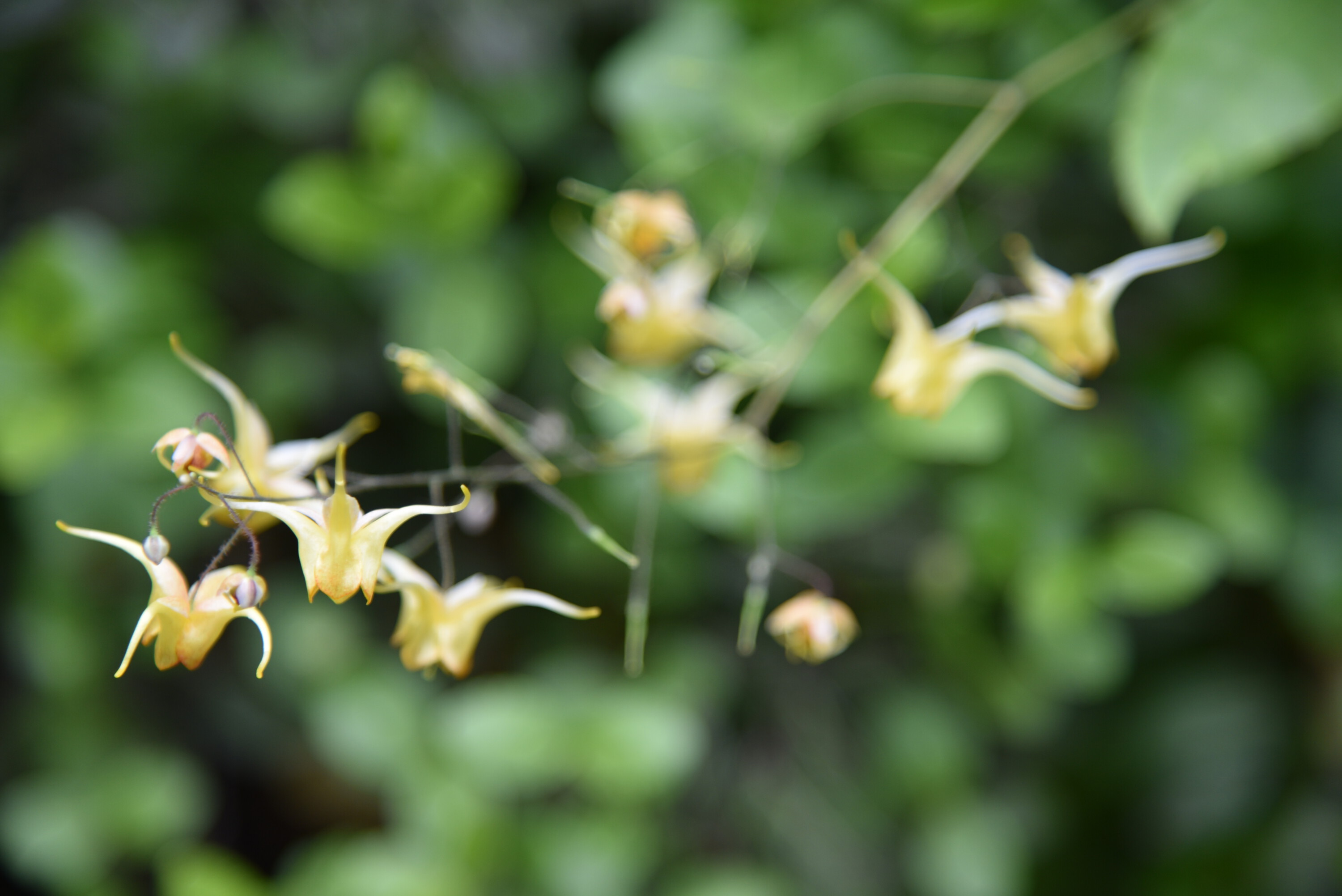 Minzhu Nerval Garden Design Art, Vertical living wall experts created a sustainable city architecture for the Mixed Place in Shanghai, 2019