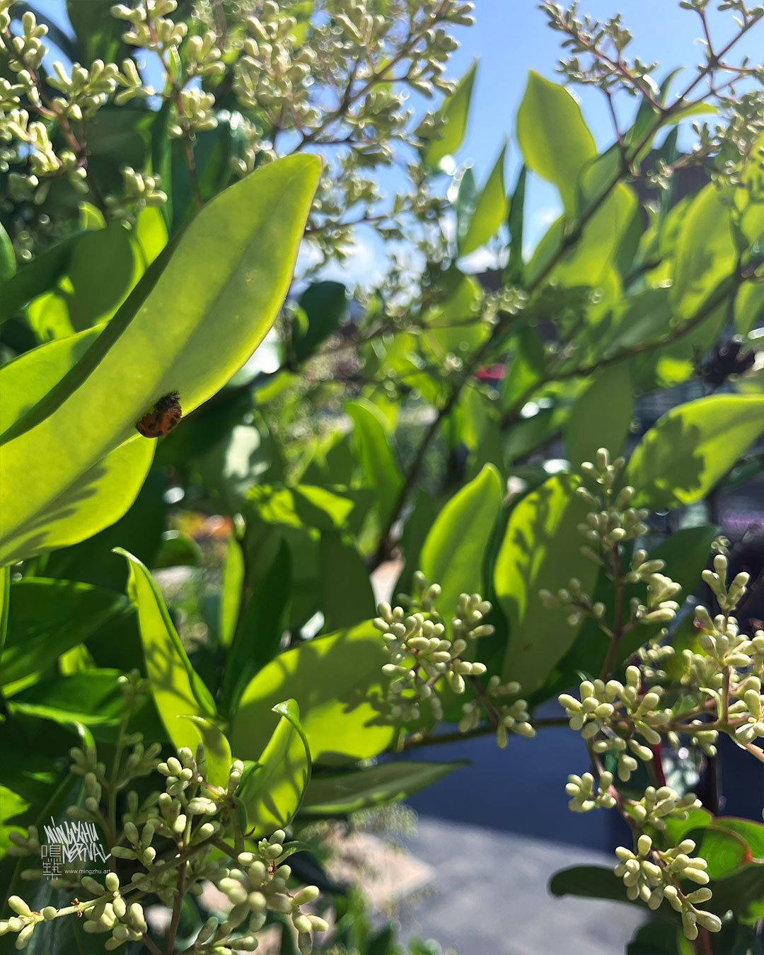 Friche NEYRPIC, Grenoble, Living Wall by Mingzhu Nerval