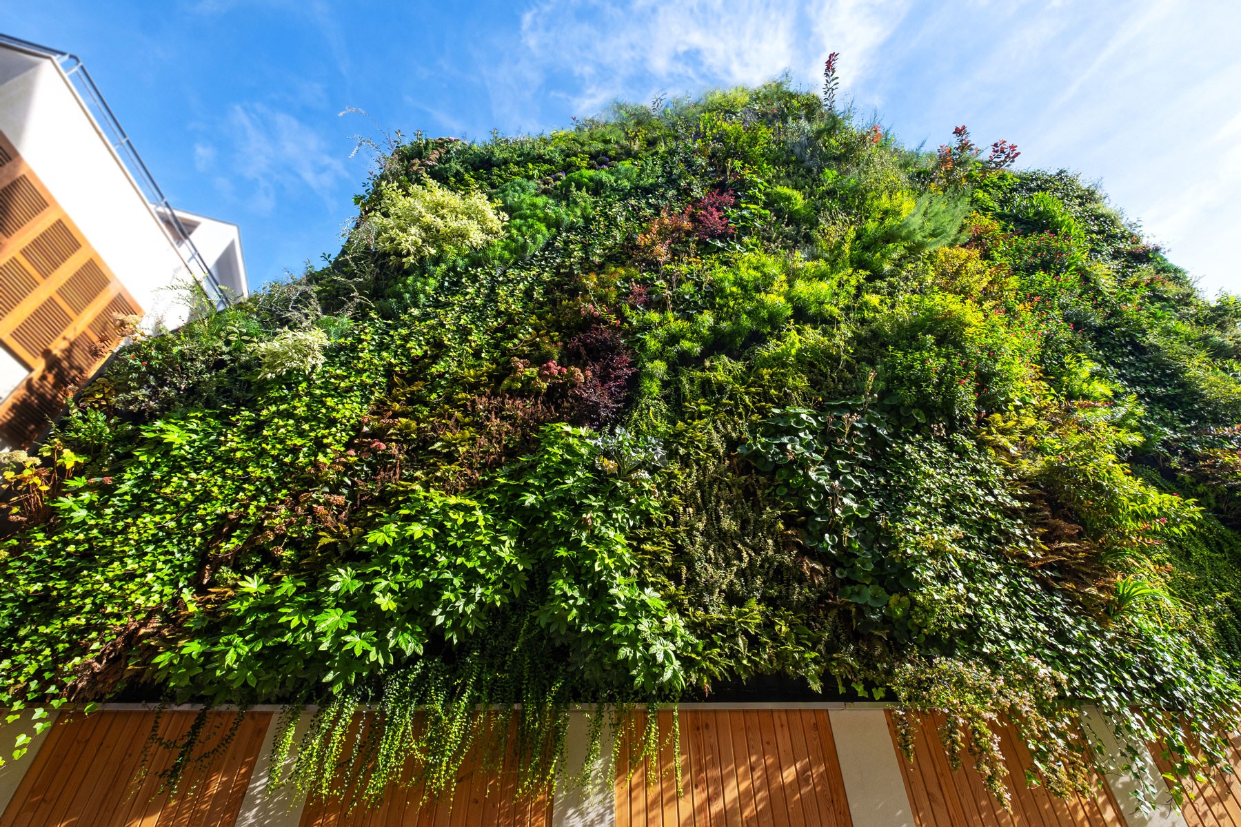 Mingzhu Nerval living wall mural in Macon, France