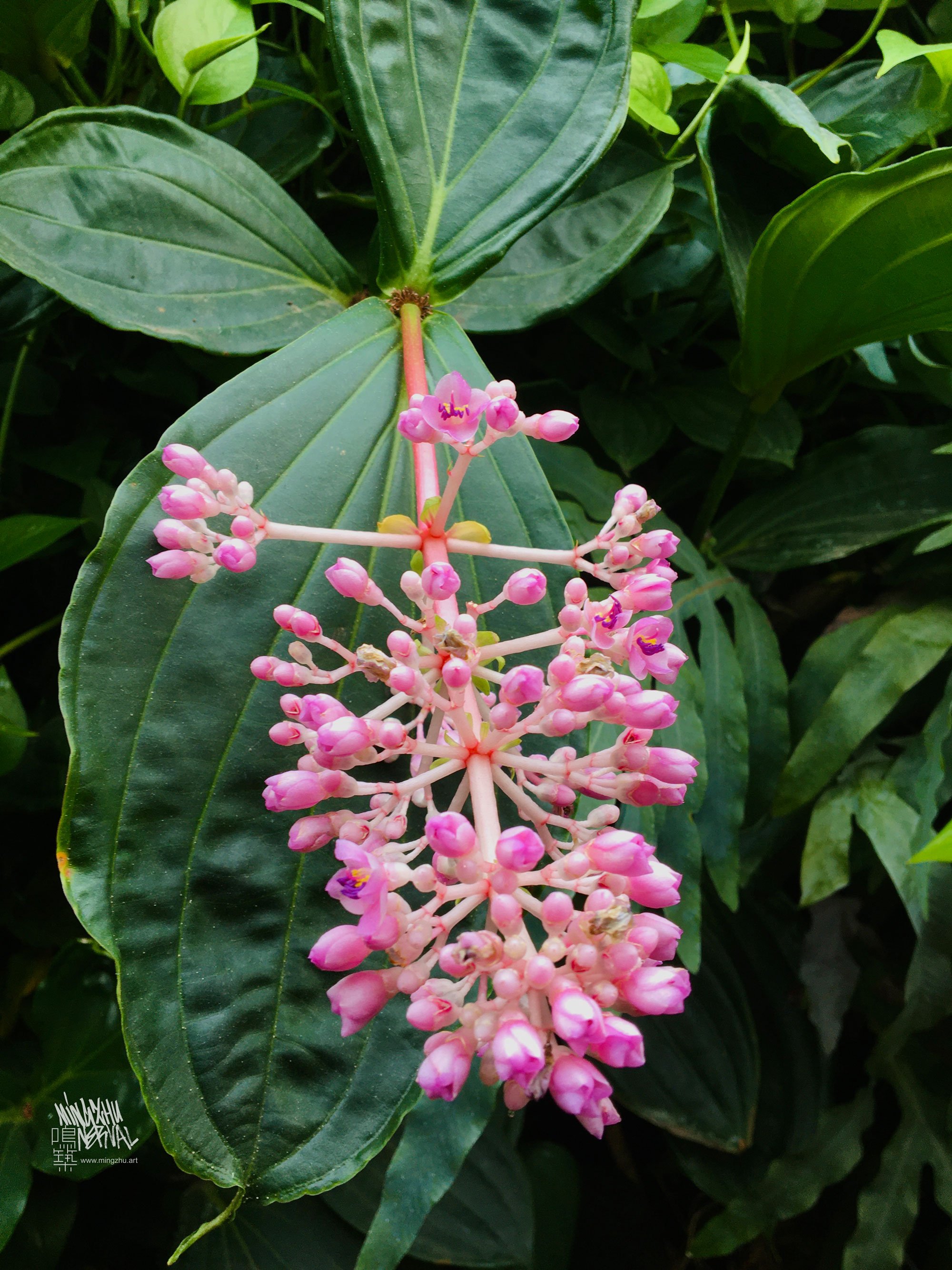 Medillina magnifica in vertical garden by Mingzhu Nerval at Bloom Restaurant in Shanghai
