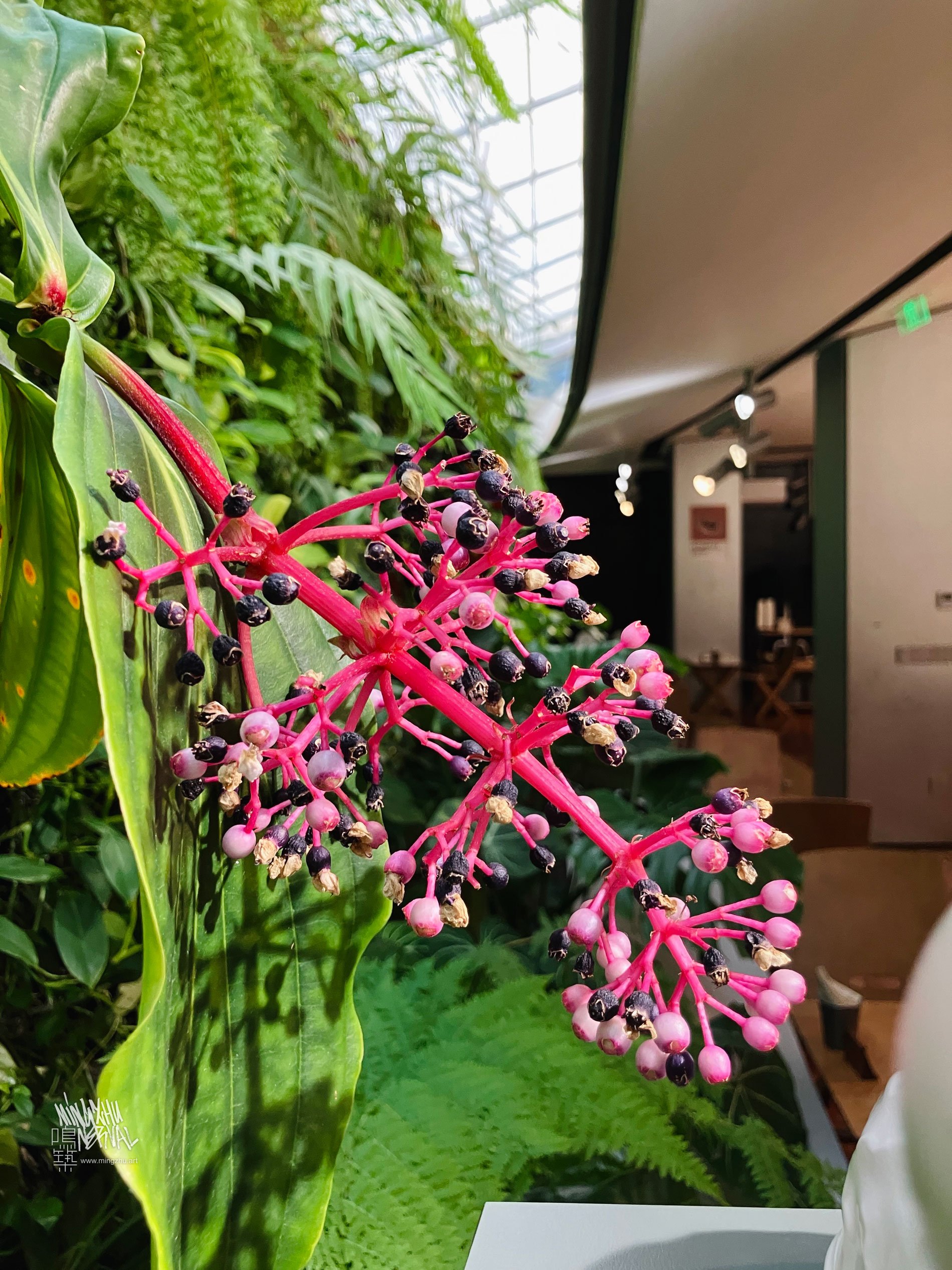 Medillina magnifica in vertical garden by Mingzhu Nerval at Bloom Restaurant in Shanghai