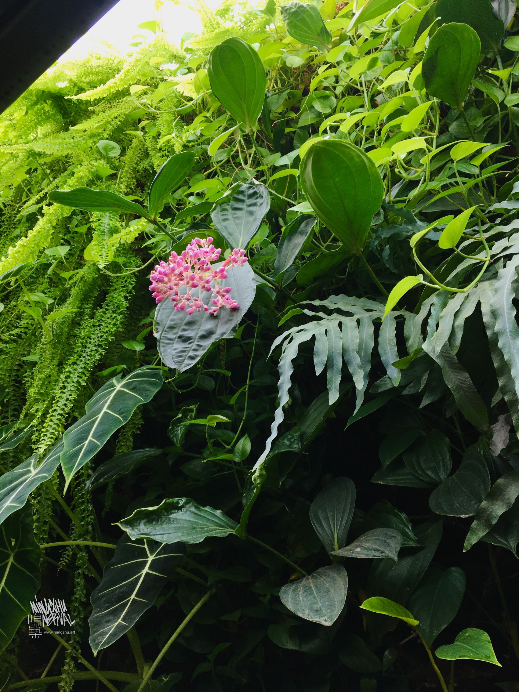 Medillina magnifica in vertical garden by Mingzhu Nerval at Bloom Restaurant in Shanghai