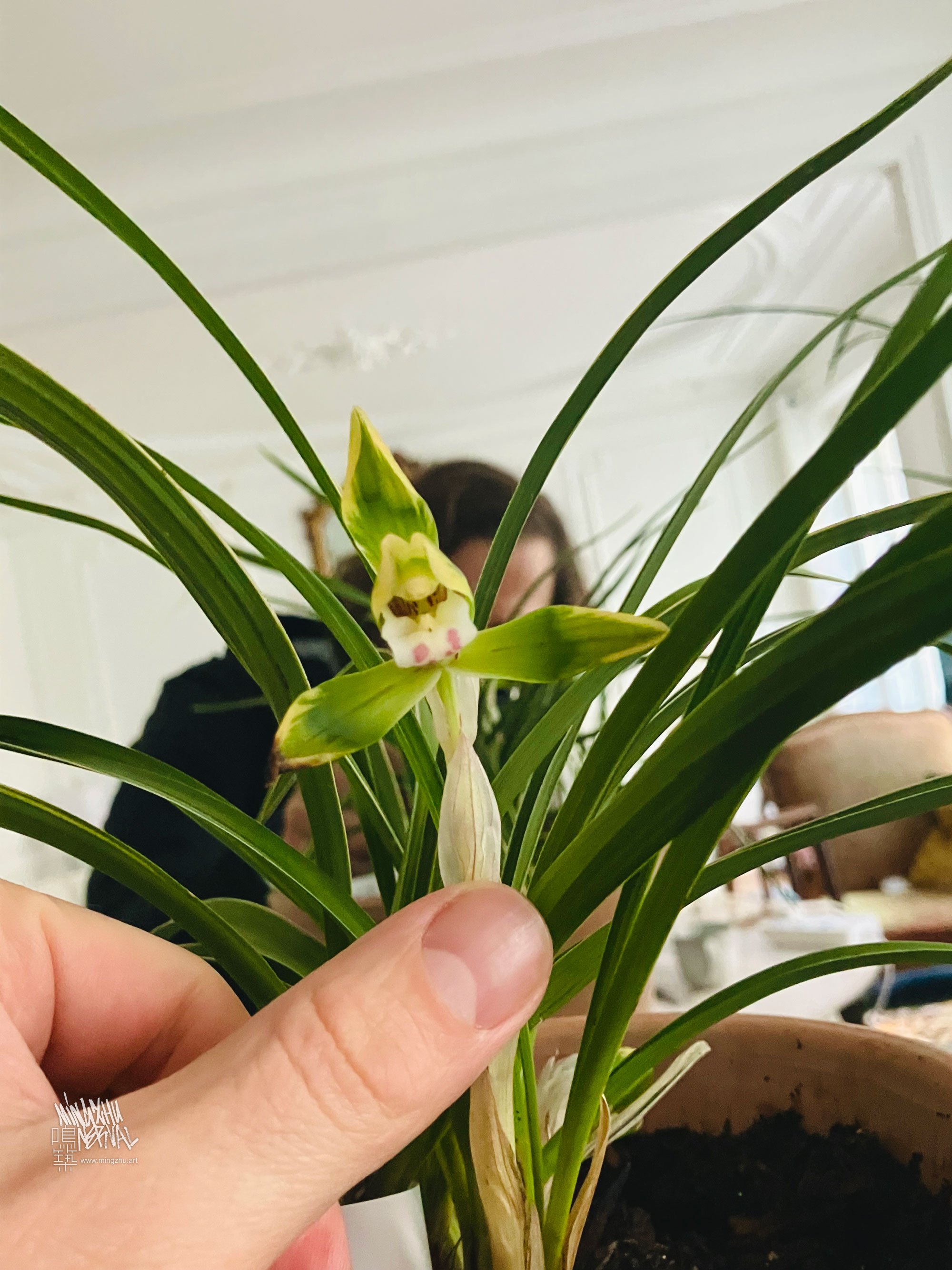 Cultivating Cymbidium sinense orchids in Mingzhu Nerval's Paris office
