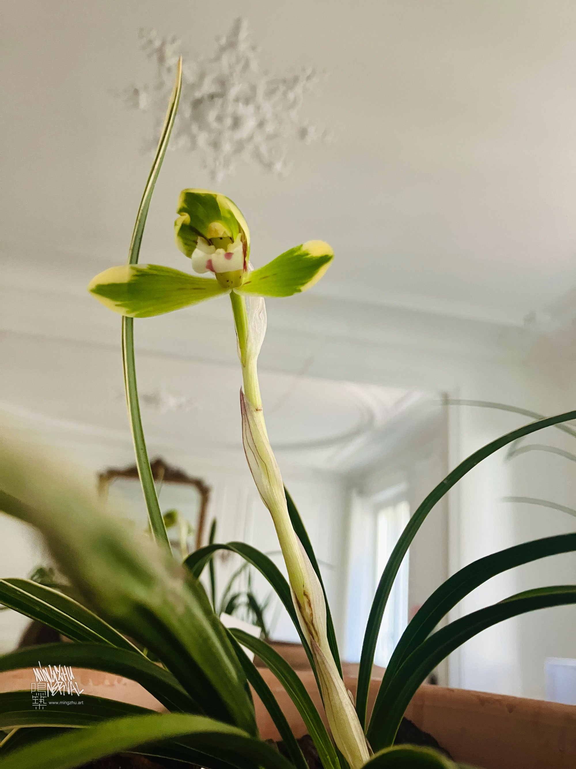 Cultivating Cymbidium sinense orchids in Mingzhu Nerval's Paris office