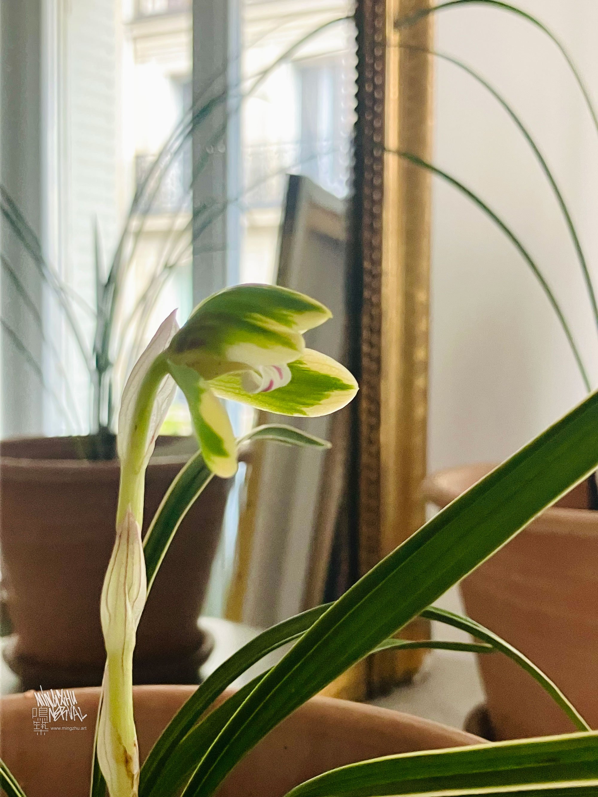 Cultivating Cymbidium sinense orchids in Mingzhu Nerval's Paris office