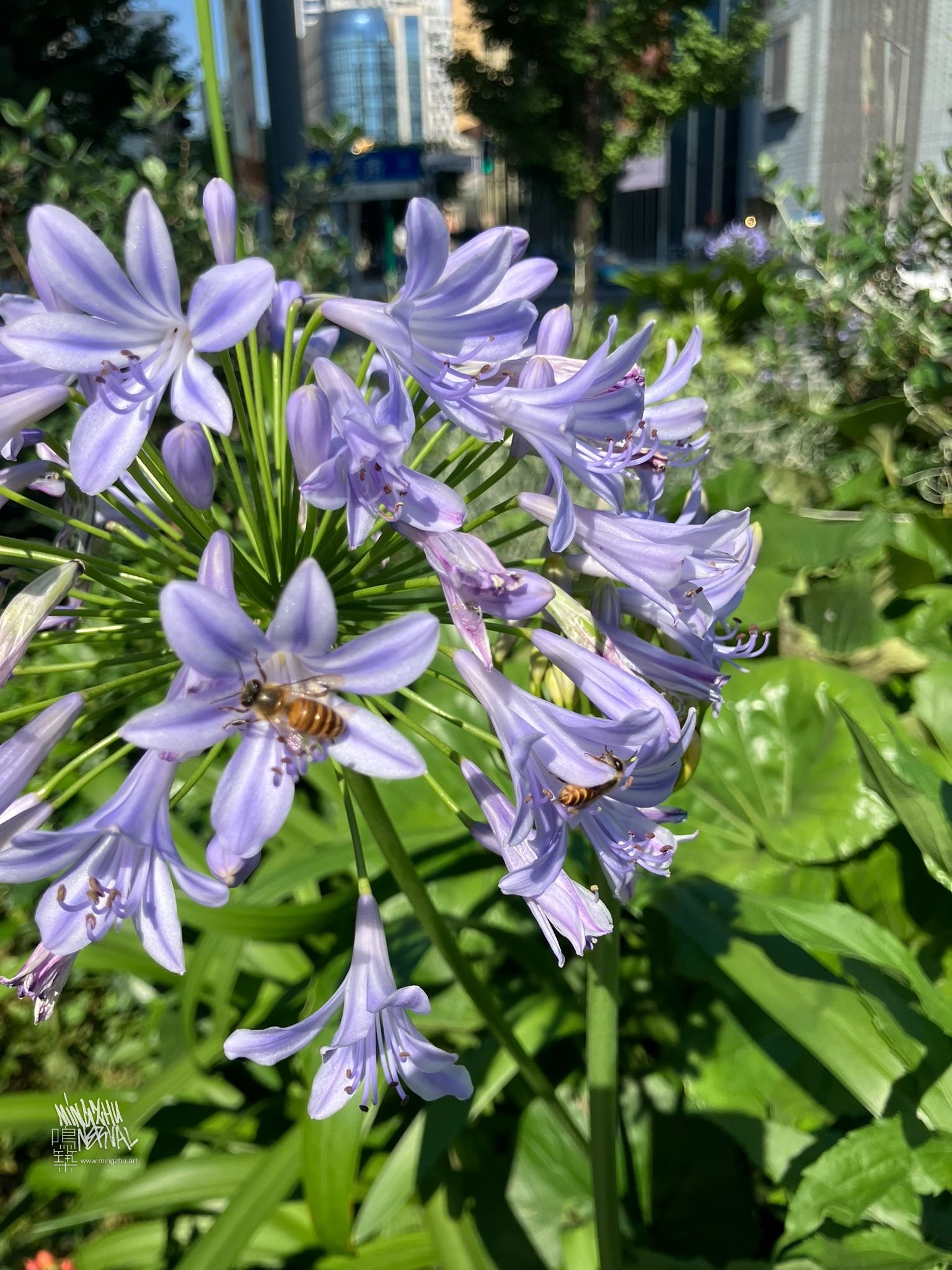 Mingzhu Nerval, garden for LOEWE casa in Shanghai, 2025