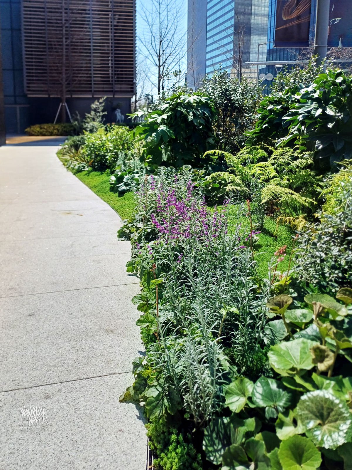 Mingzhu Nerval, garden for LOEWE casa in Shanghai, 2025