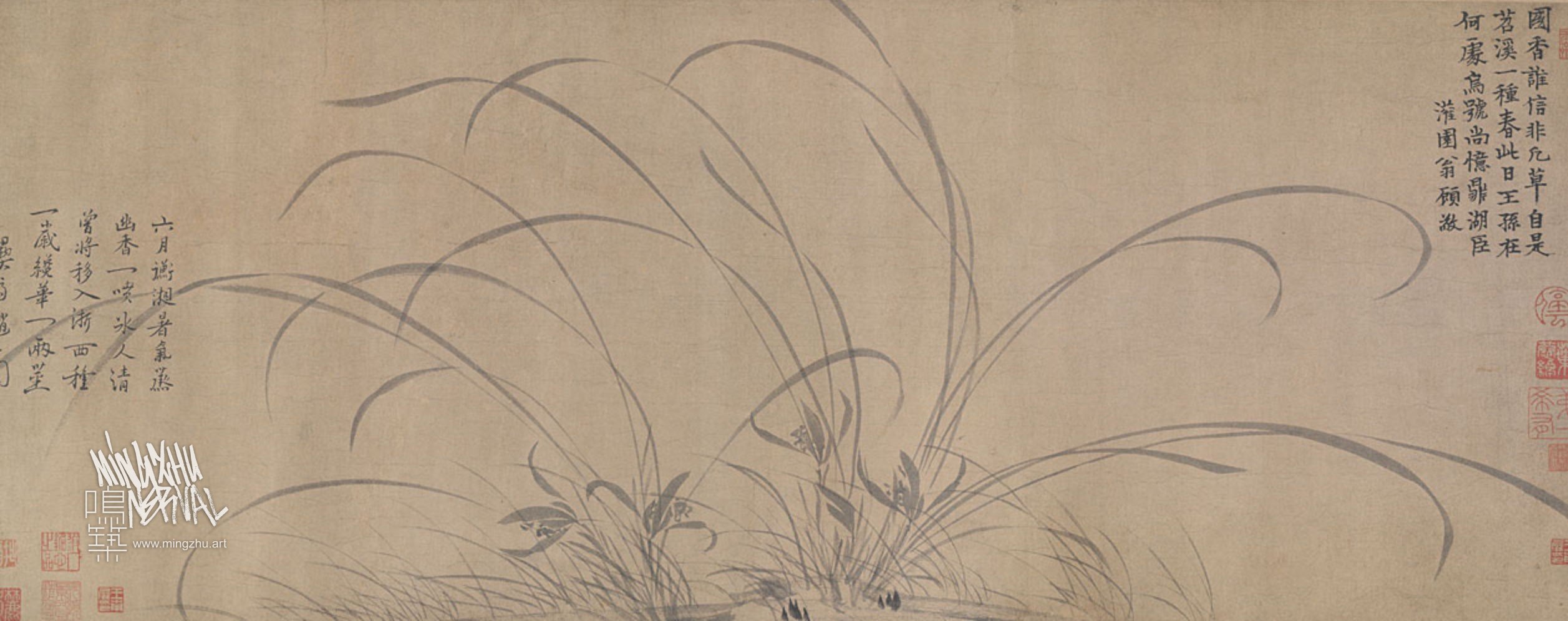 Cultivating Cymbidium sinense orchids in Mingzhu Nerval's Paris office