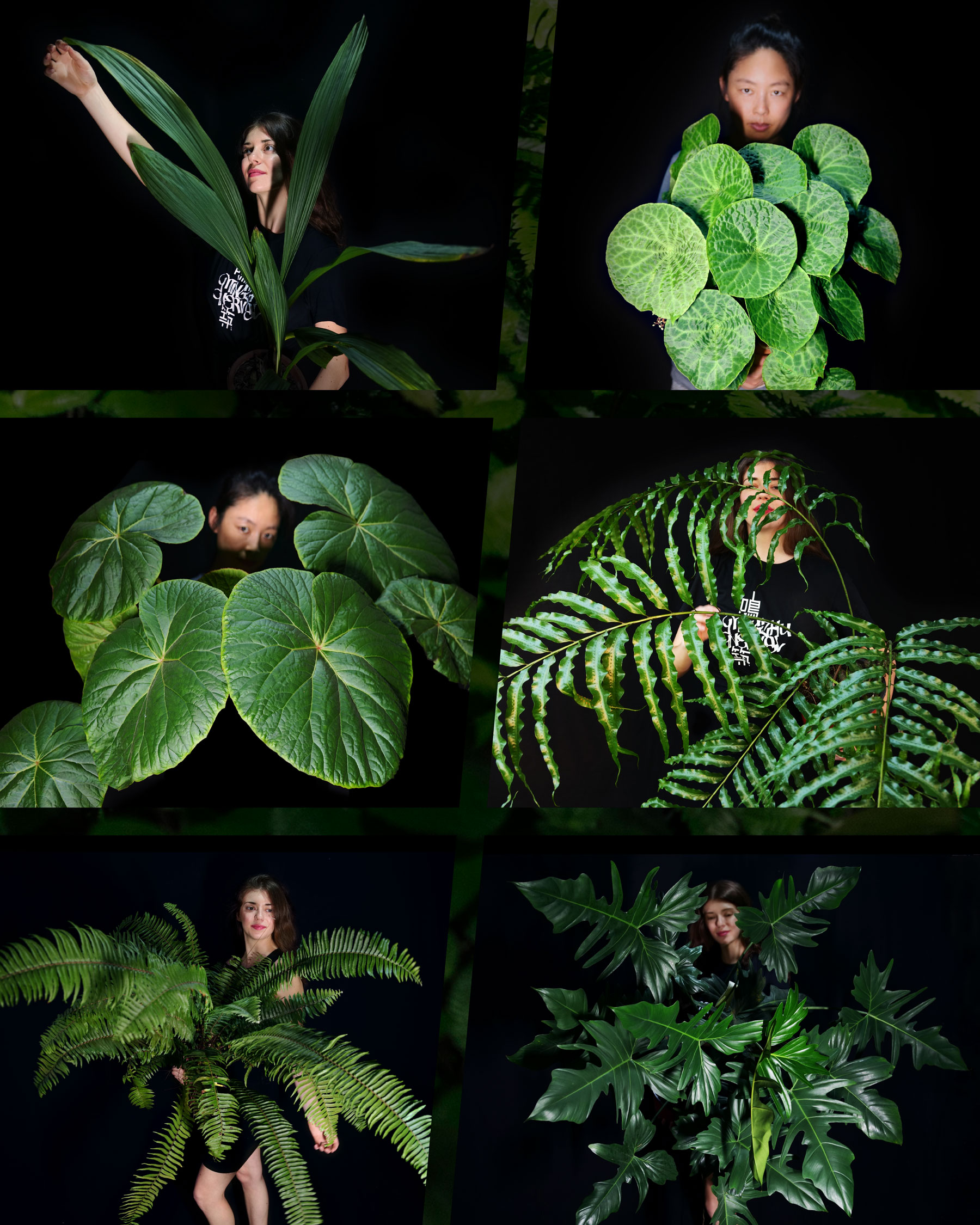 Mingzhu Nerval, vertical garden expertise, growing to perfection, contact us