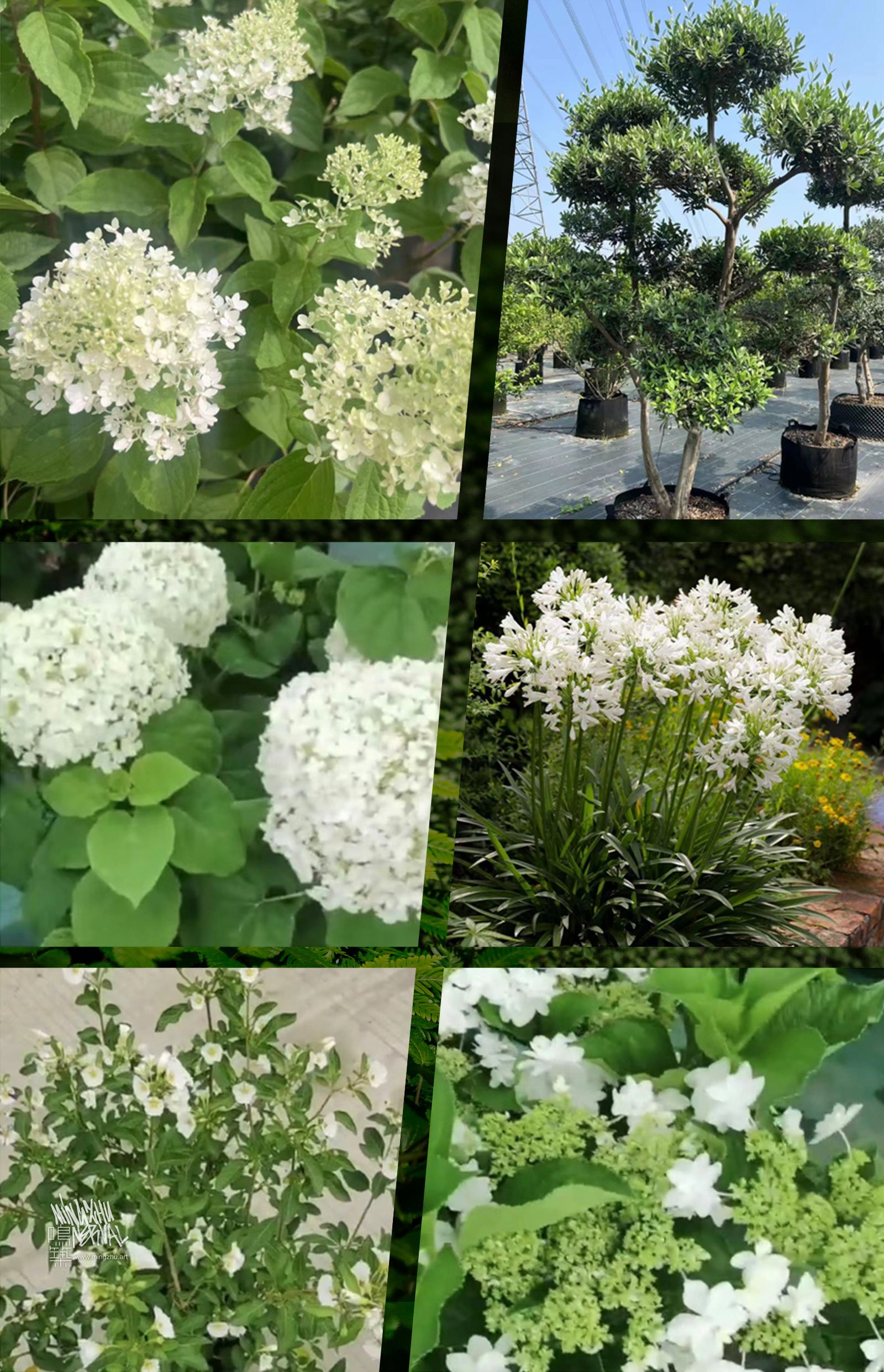 Mingzhu Nerval, boutique garden design for DIOR in Shanghai, 2025