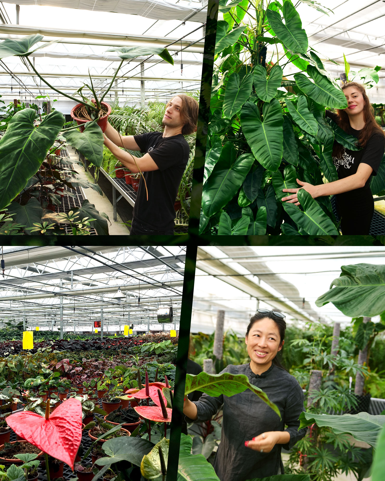Mingzhu Nerval Landscape as art, R&D and Production with Innovation and Sustainability in our Greenhouses