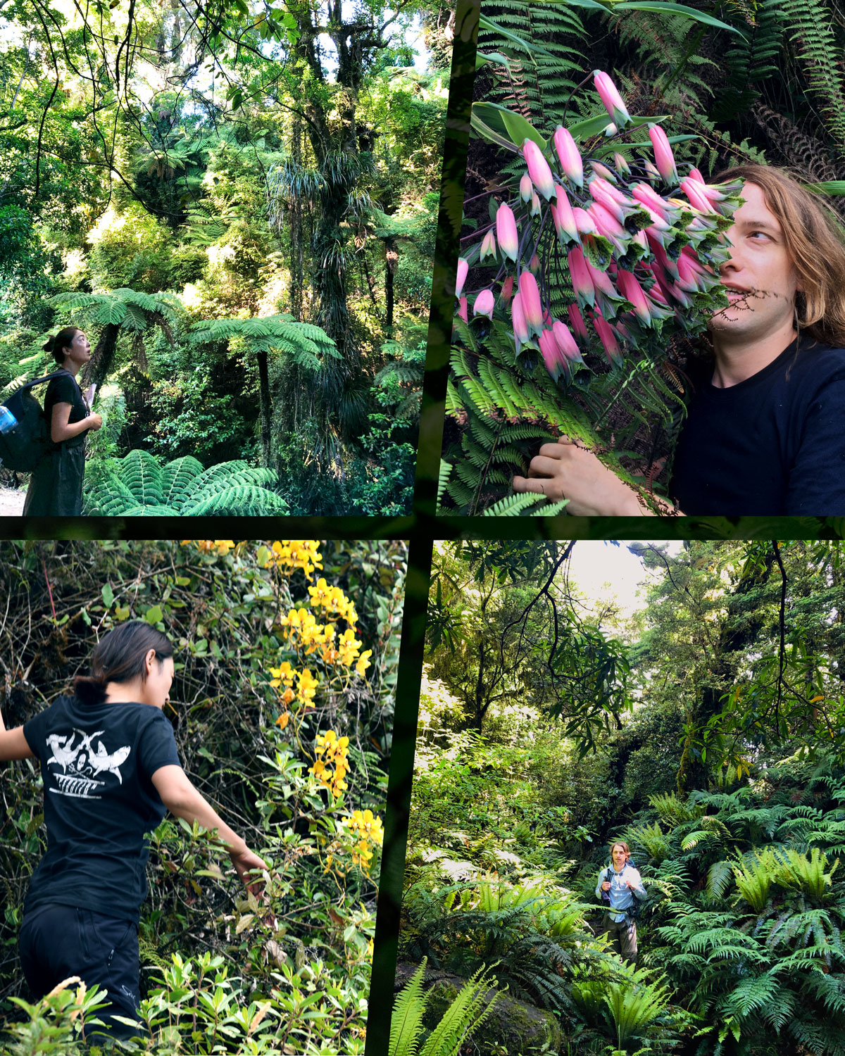 Mingzhu Nerval Landscape as art, Expertise, Plant Hunting around the World for Rare Species for our Greenhouses