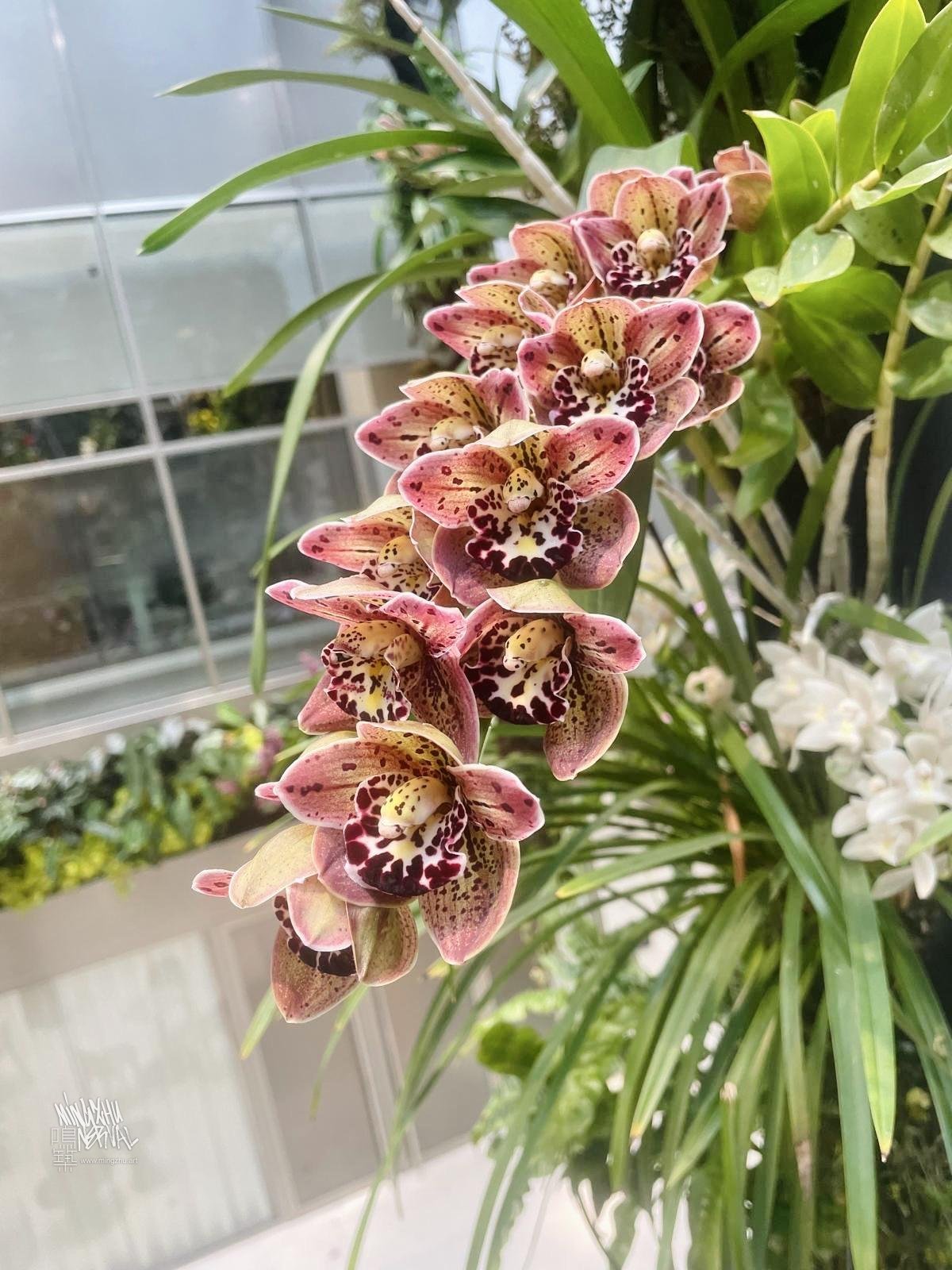 Mingzhu Nerval, hanging orchid garden in Paris, 2026