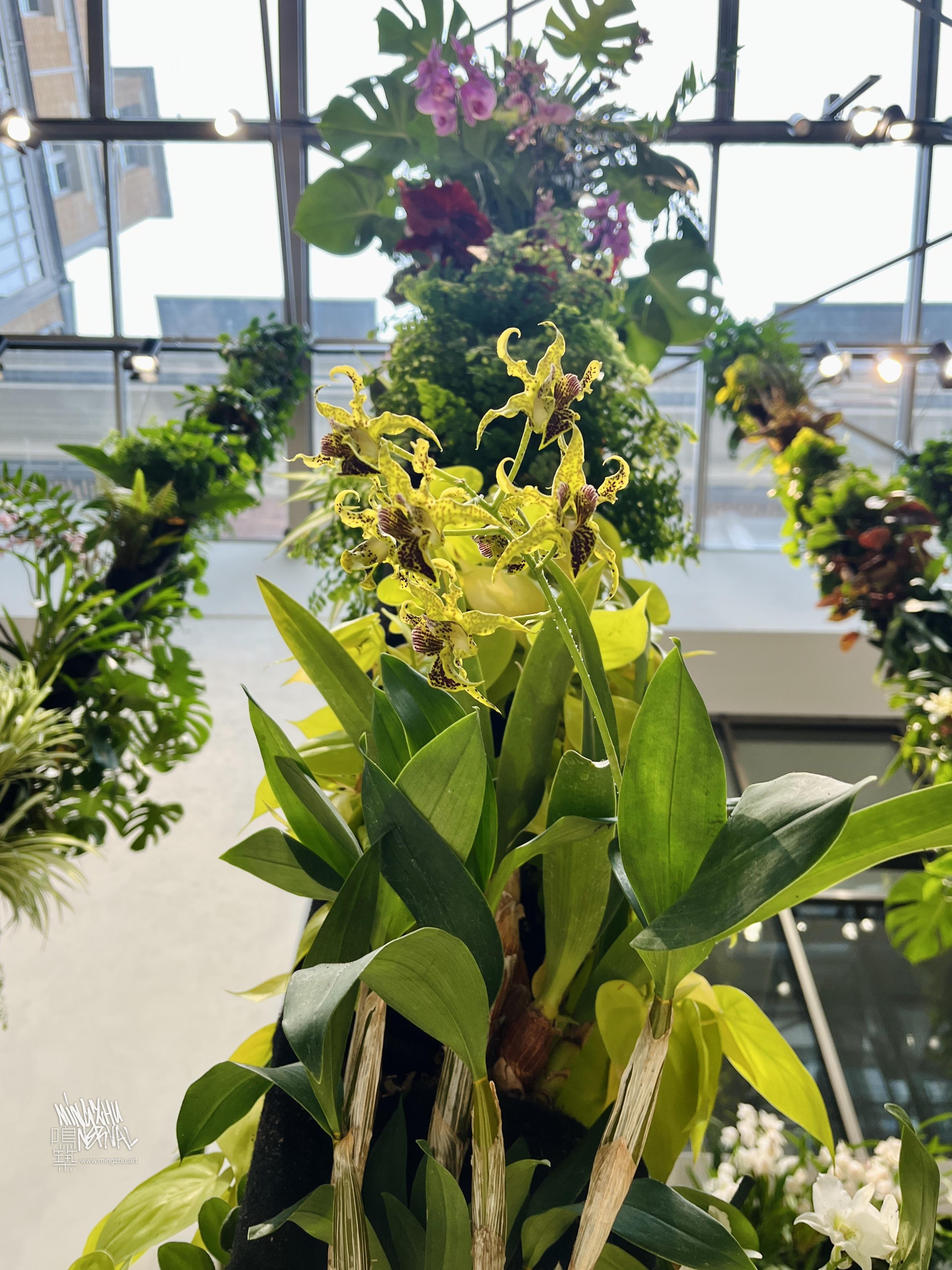 Mingzhu Nerval, hanging orchid garden in Paris, 2026