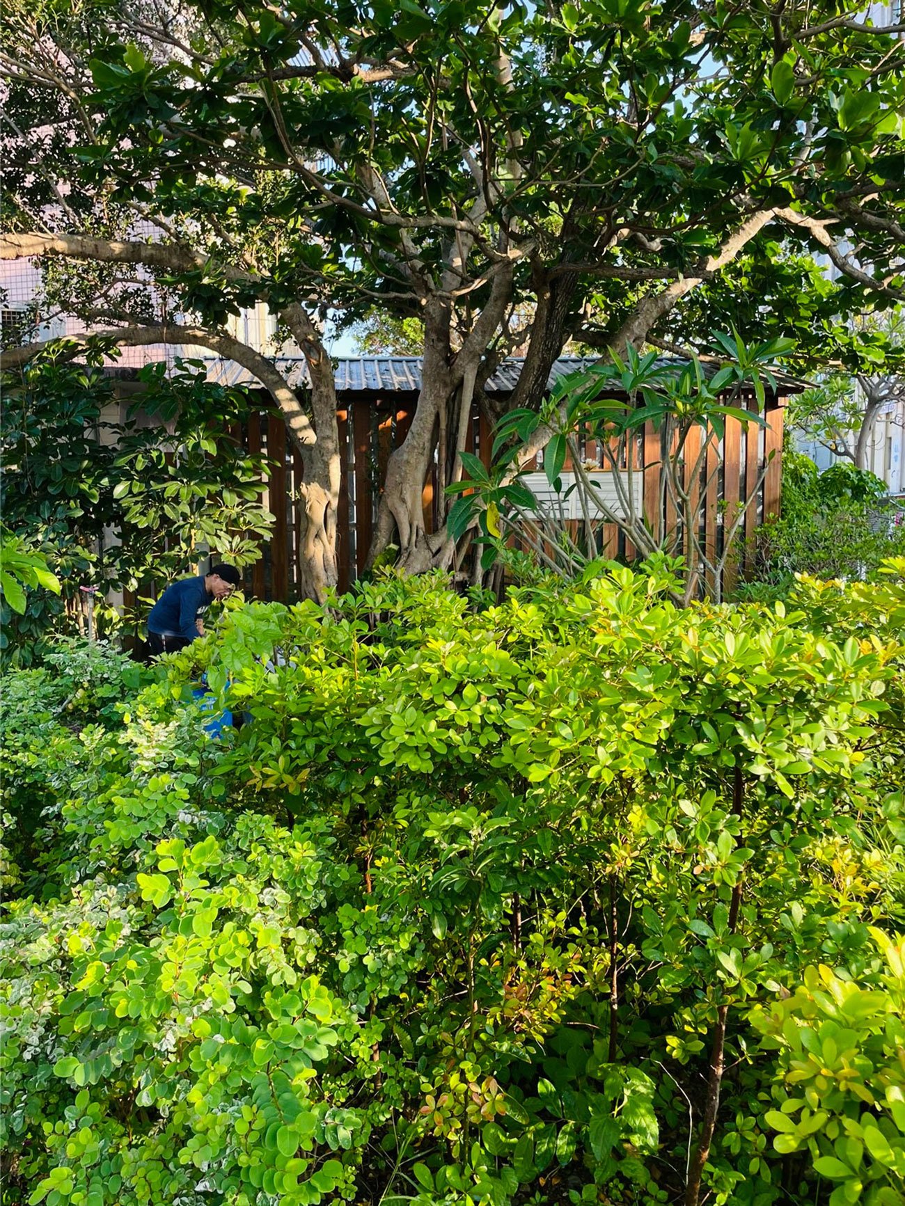 Birds' nest, Mingzhu Nerval, Botany Academy in Hengchun, Kenting, Taiwan, 2026