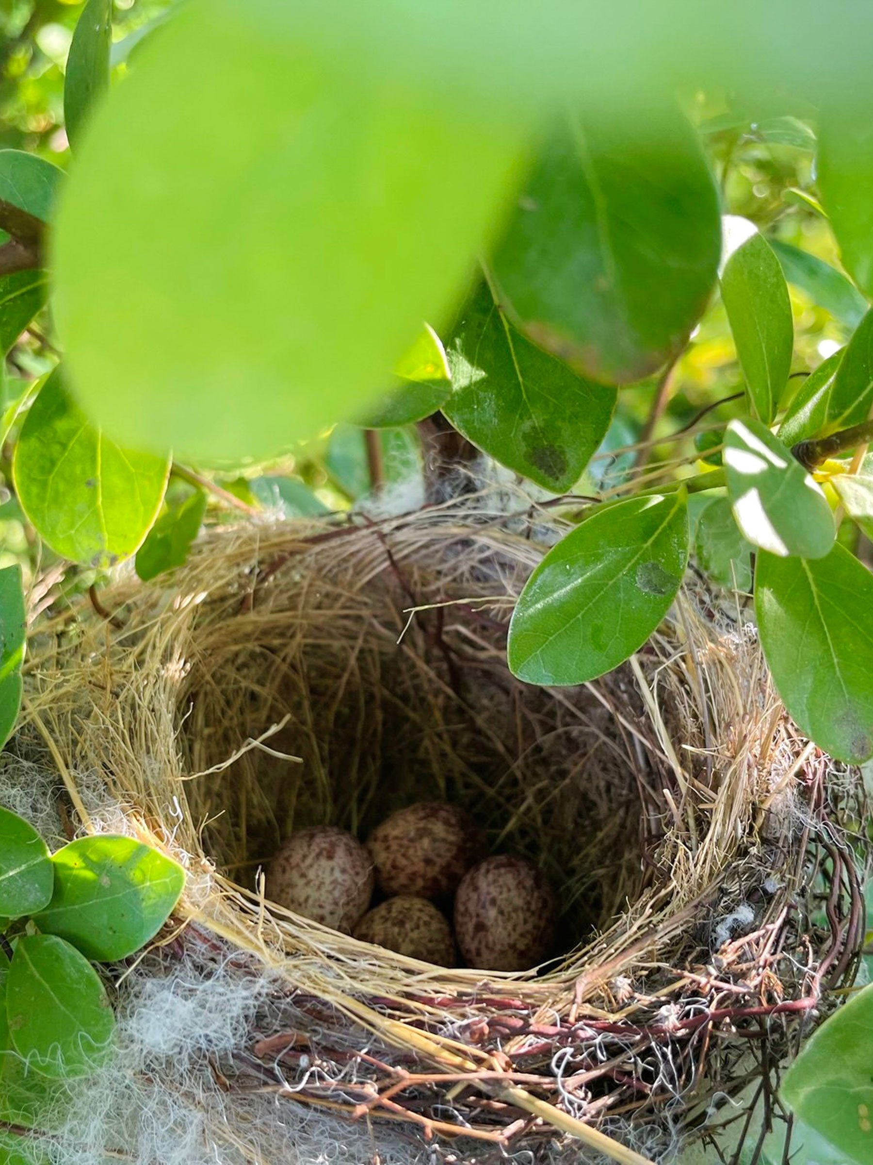 Birds' nest, Mingzhu Nerval, Botany Academy in Hengchun, Kenting, Taiwan, 2026
