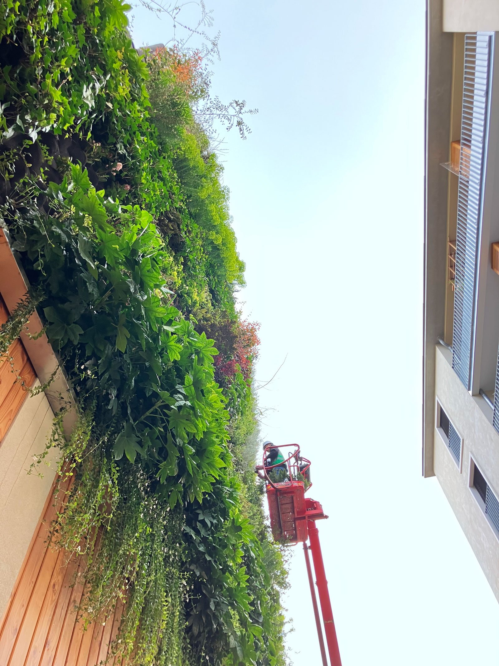 Birds' nest, Mingzhu Nerval living wall mural in Macon, France, 2025