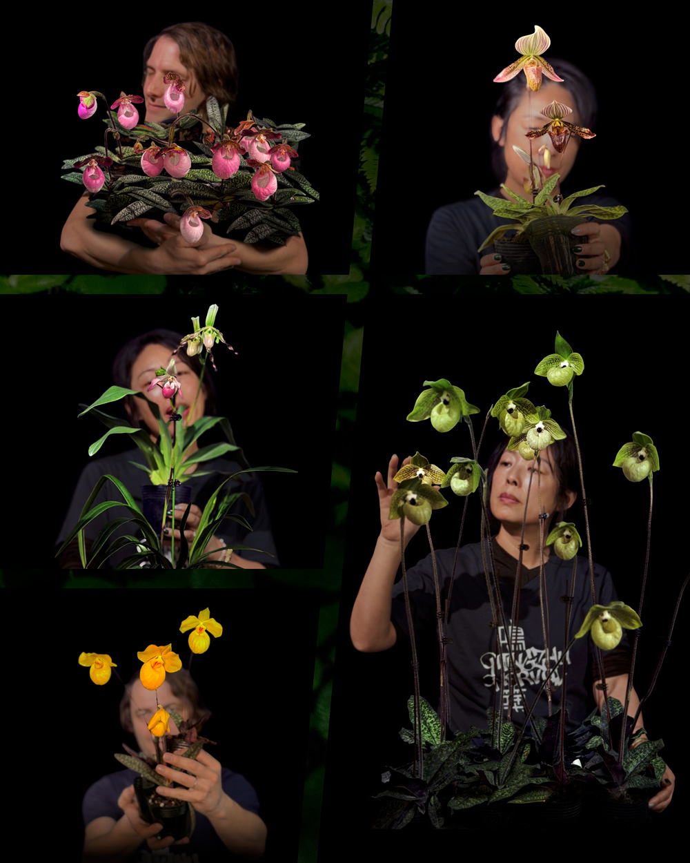Mingzhu Nerval, landscape design as art, orchid and vertical living wall experts