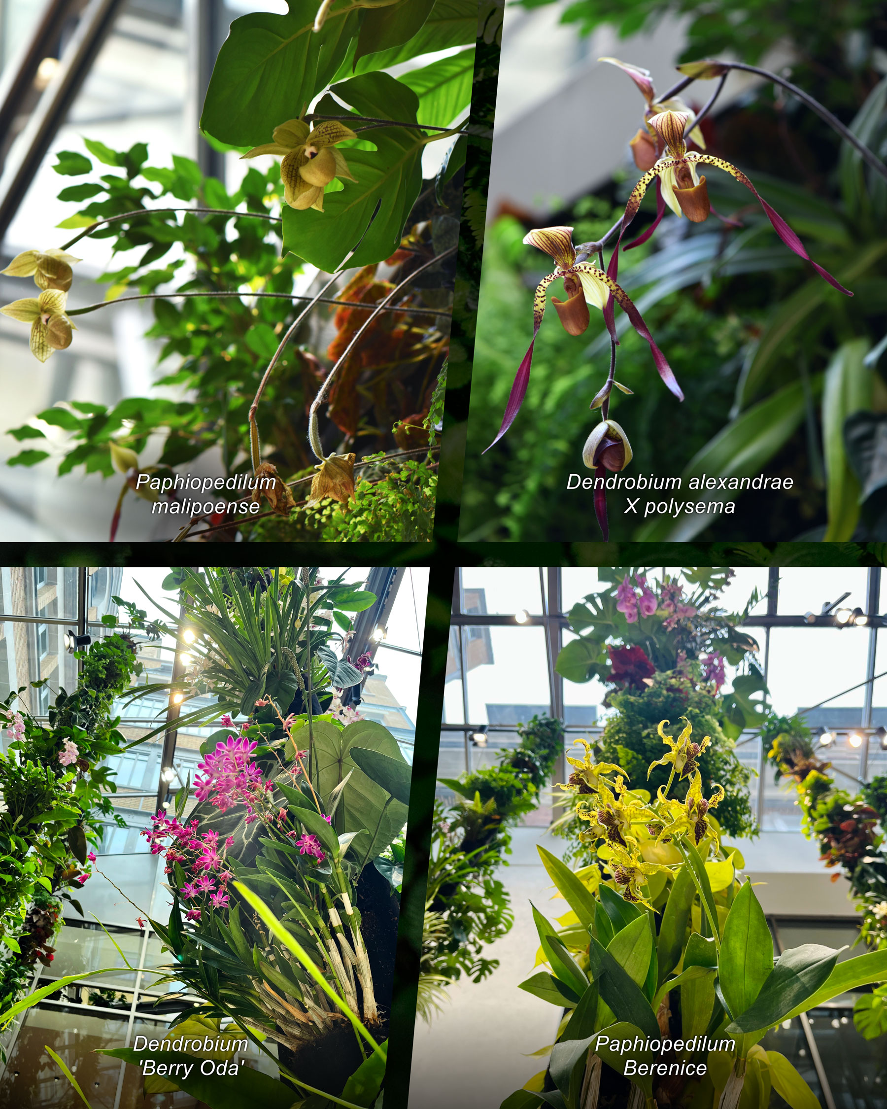 Mingzhu Nerval vertical living wall experts, luxury hanging orchid garden lobby for the LVMH Headquarters, Paris 2026