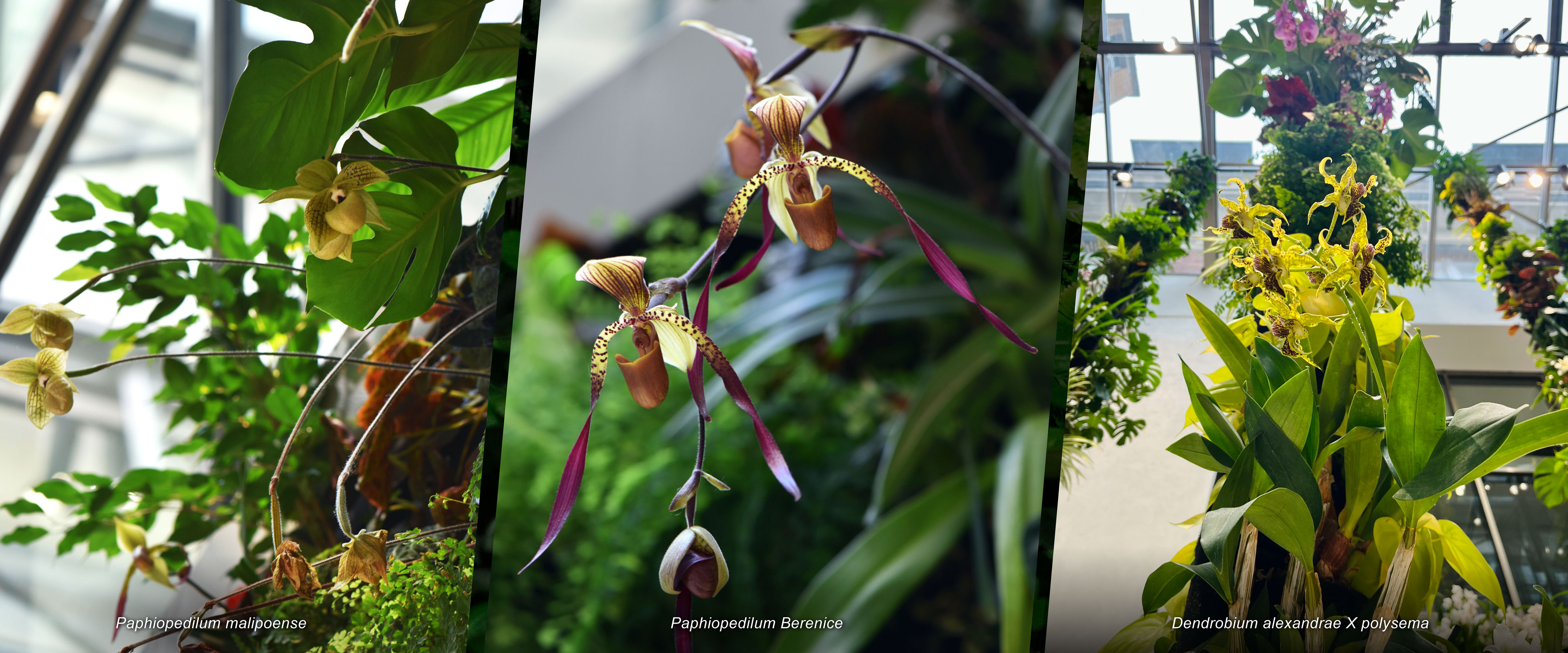 Mingzhu Nerval vertical living wall experts, luxury hanging orchid garden lobby for the LVMH Headquarters, Paris 2026
