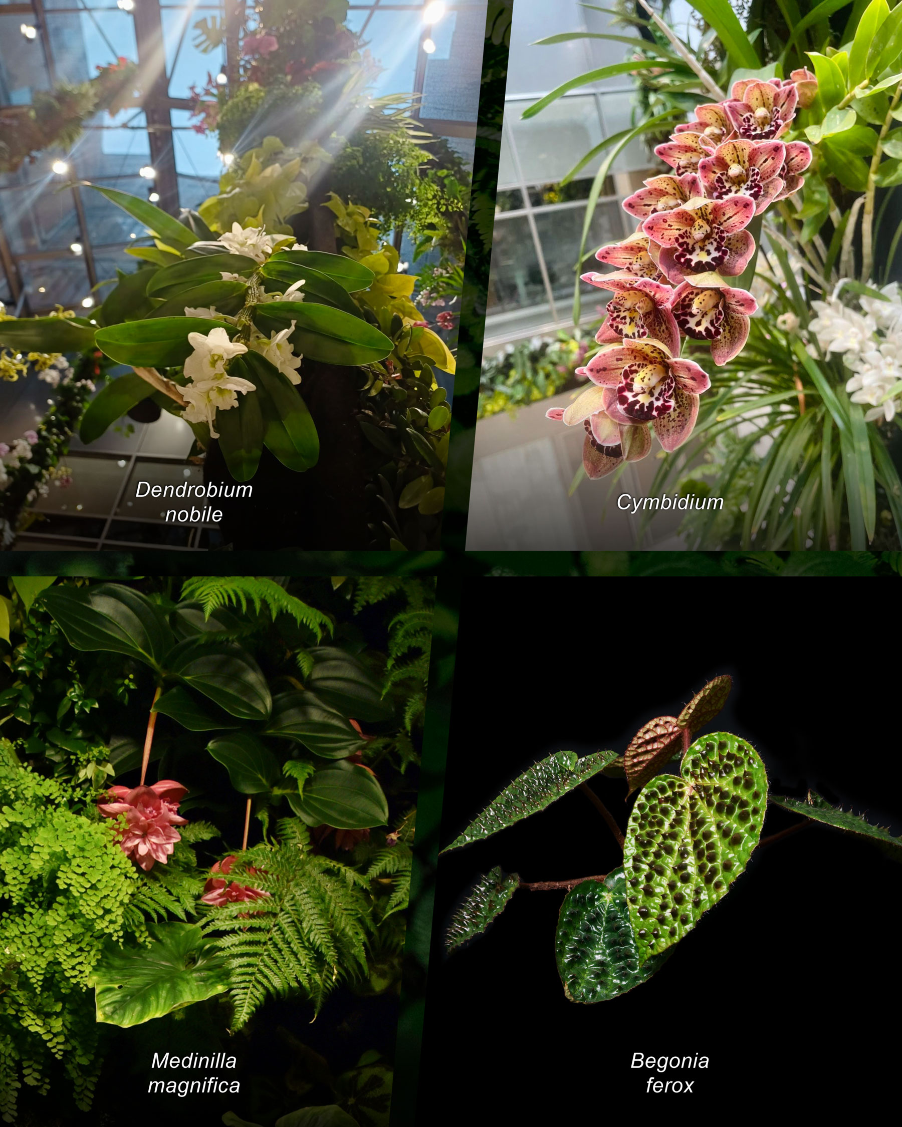 Mingzhu Nerval vertical living wall experts, luxury hanging orchid garden lobby for the LVMH Headquarters, Paris 2026
