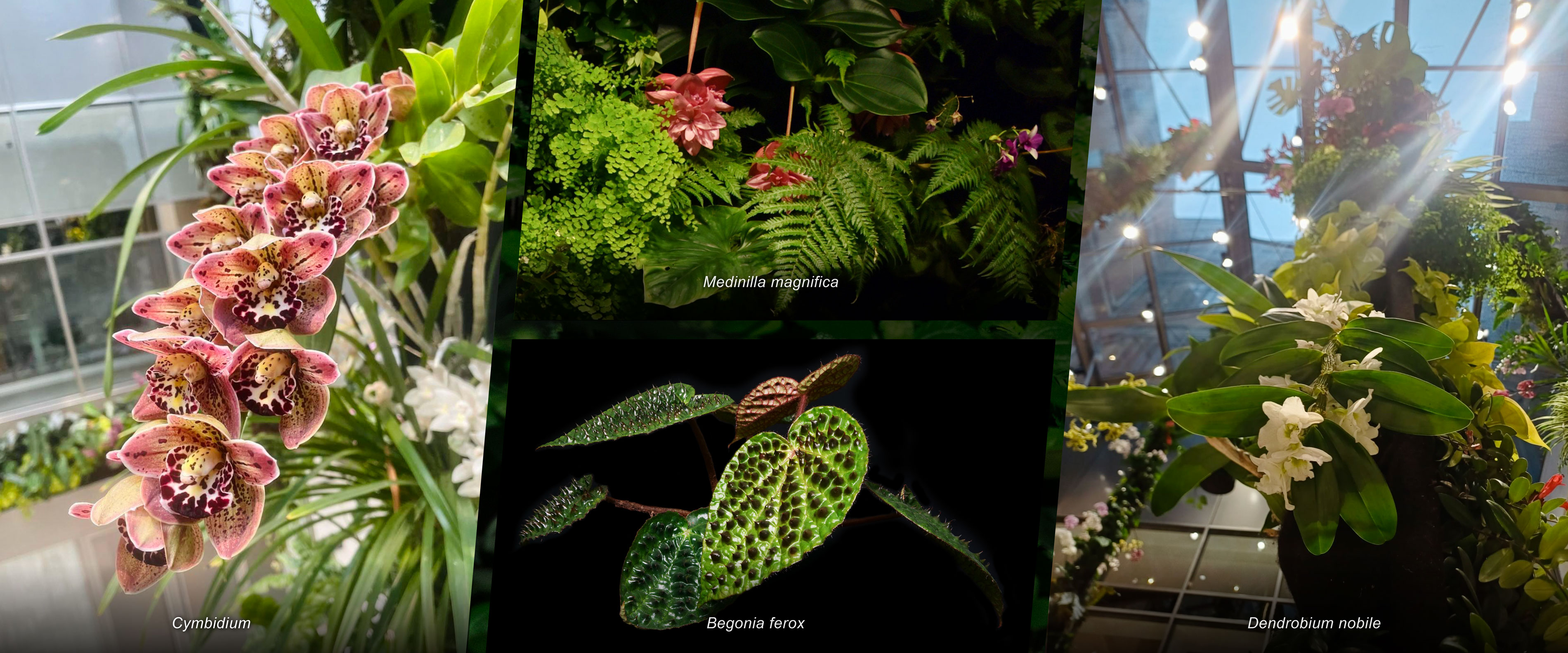 Mingzhu Nerval vertical living wall experts, luxury hanging orchid garden lobby for the LVMH Headquarters, Paris 2026