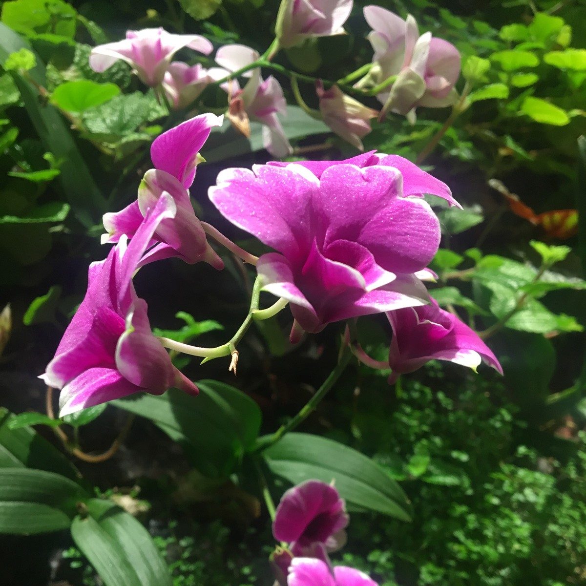 Art of the Garden by Mingzhu Nerval – Orchids blooming
