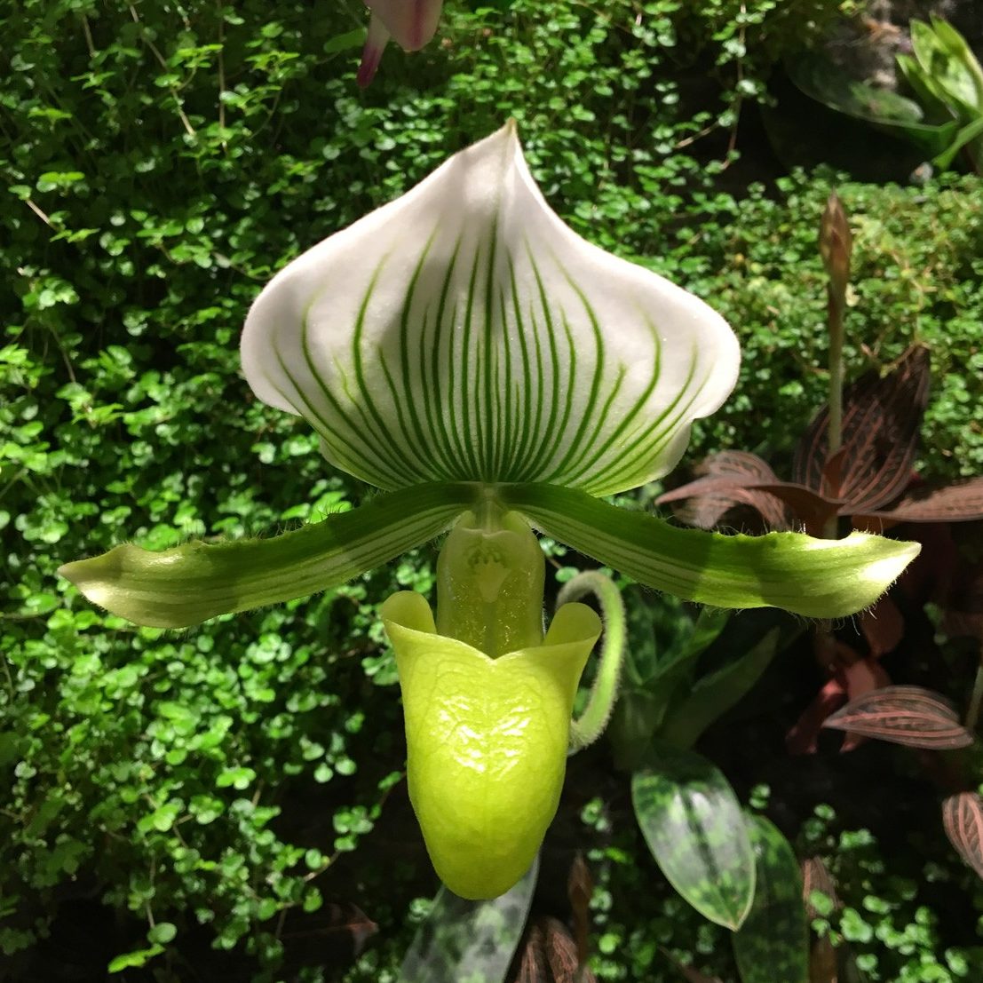 Art of the Garden by Mingzhu Nerval – Orchids blooming